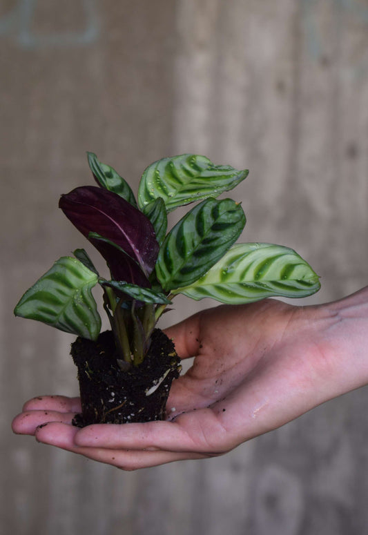 Ctenanthe Burle Marxii