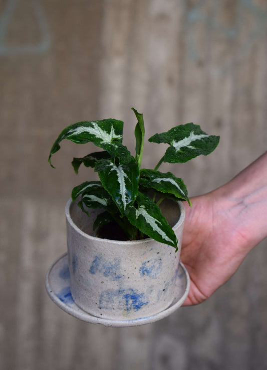 Syngonium wendlandii