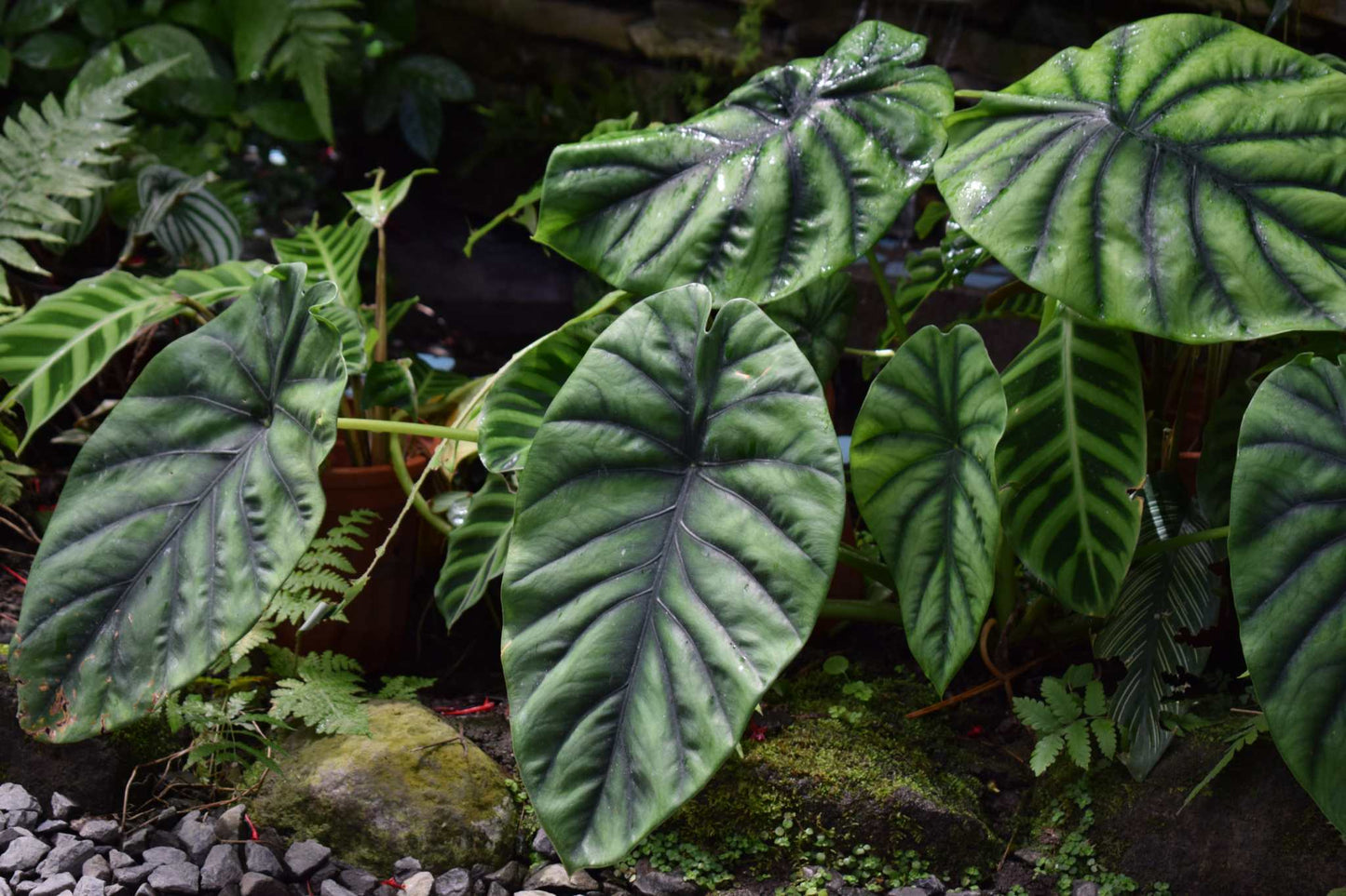 Alocasia clypeolata
