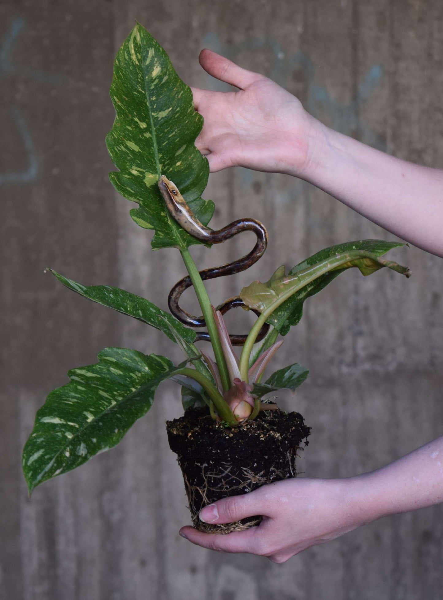 Philodendron 'Ring of Fire'