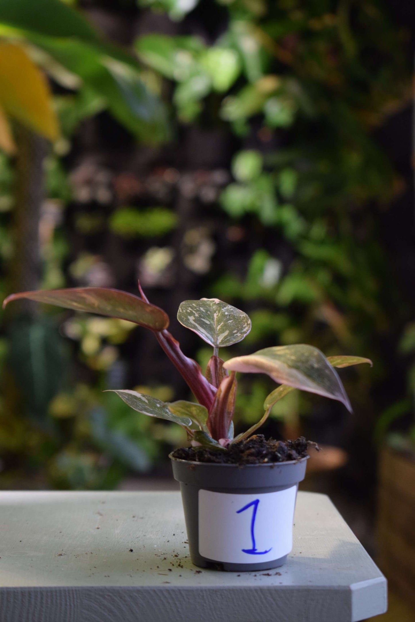 Philodendron 'Pink Princess'