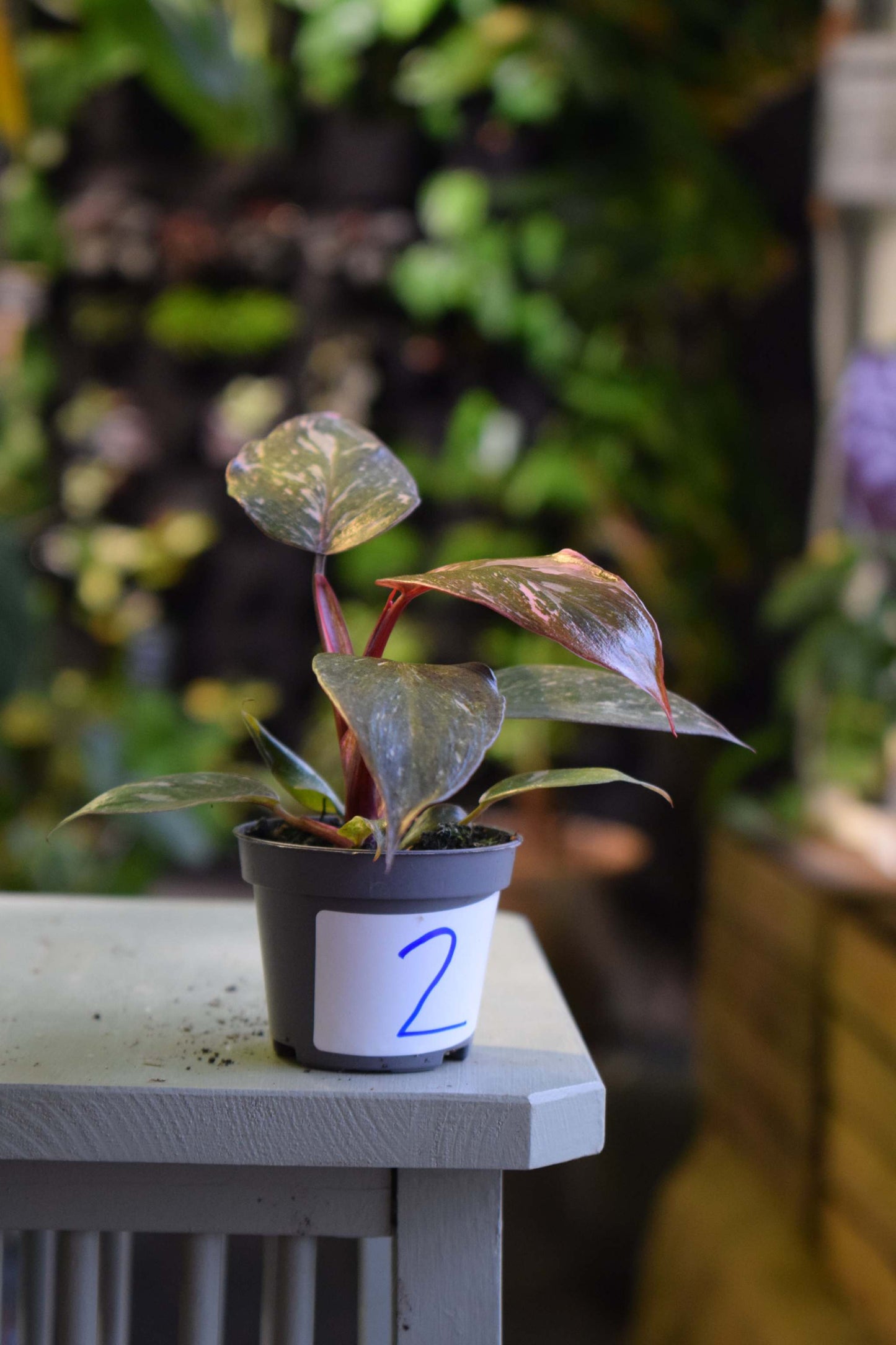 Philodendron 'Pink Princess'