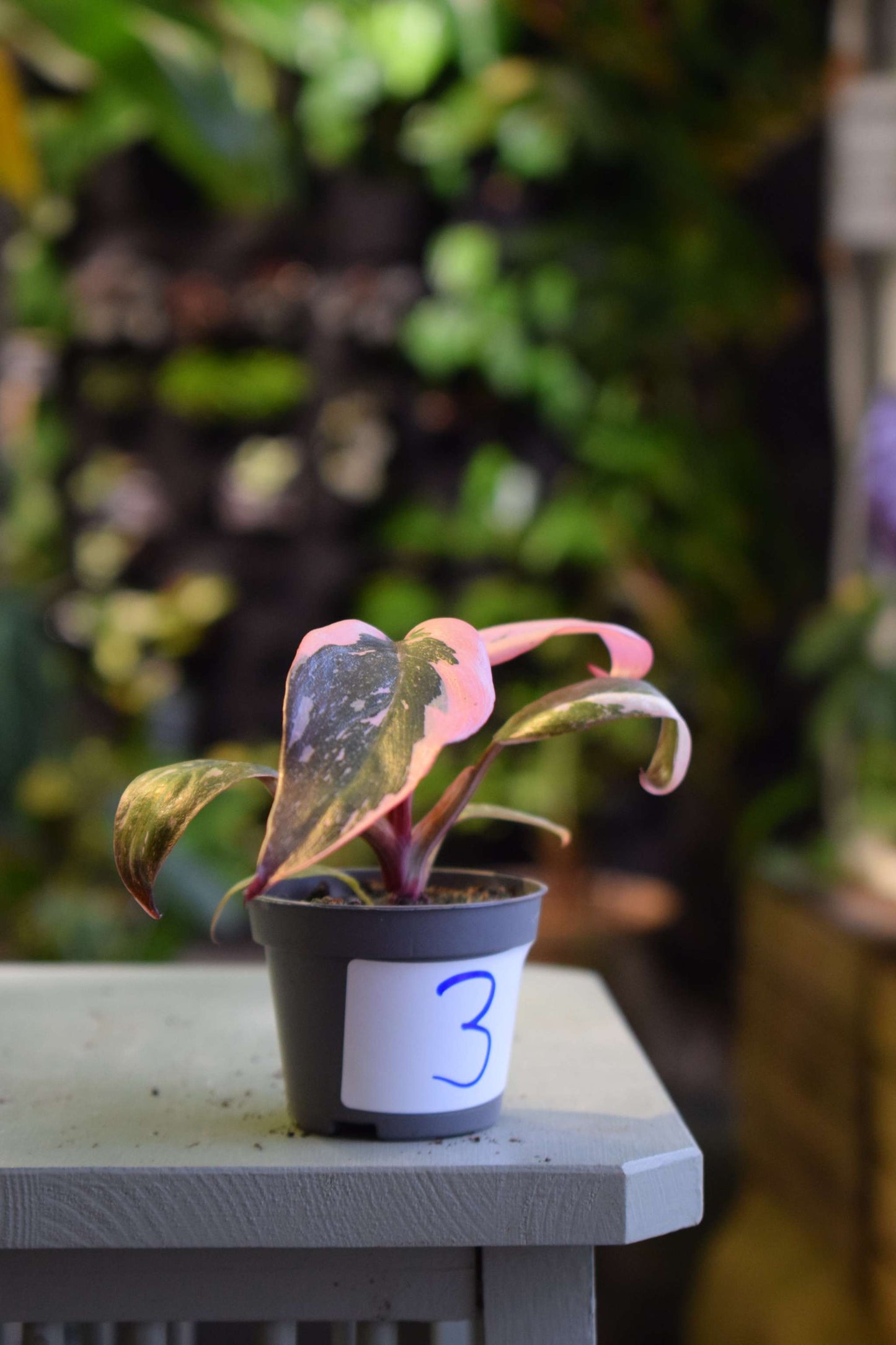 Philodendron 'Pink Princess'