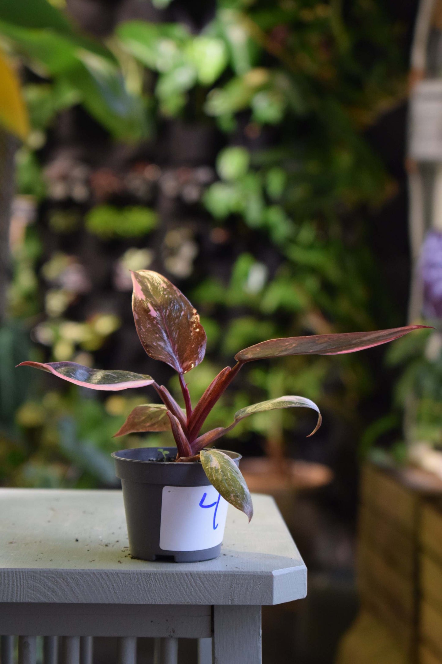 Philodendron 'Pink Princess'