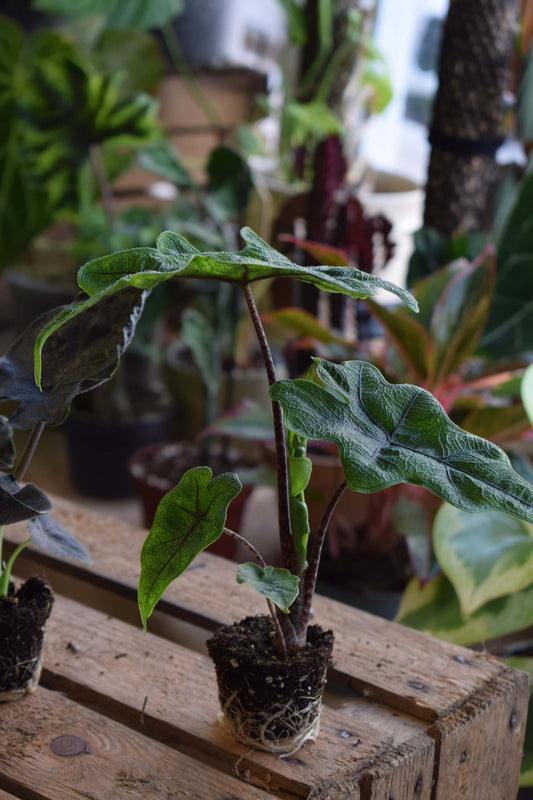 Plant subscription 'Rare Plants'