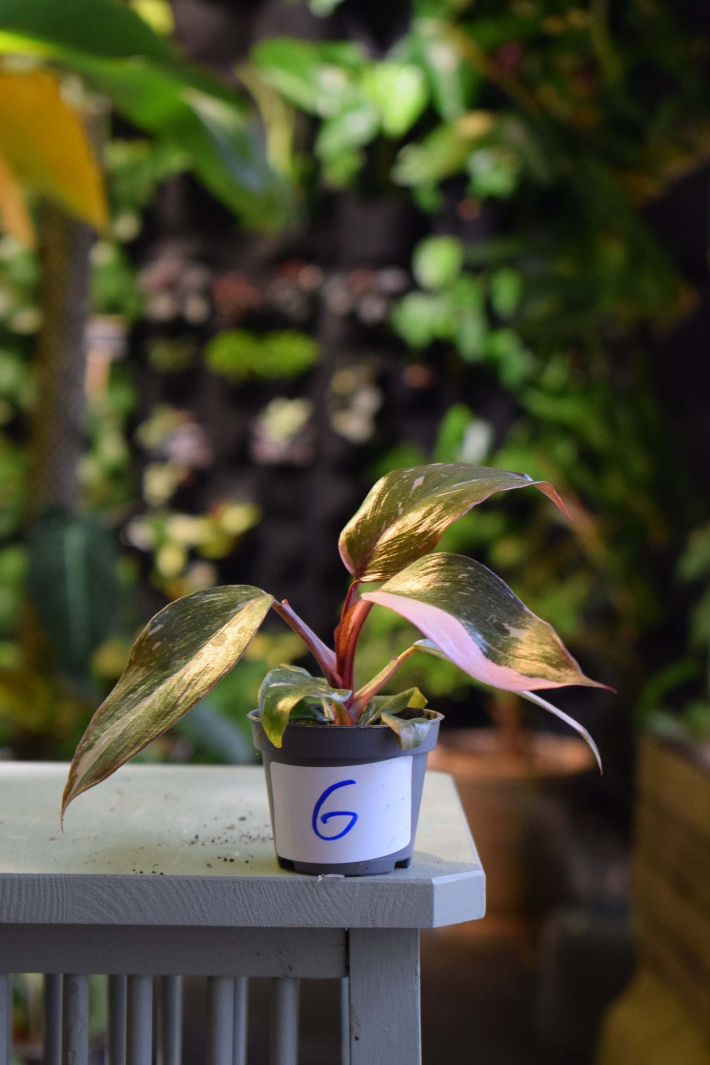 Philodendron 'Pink Princess'