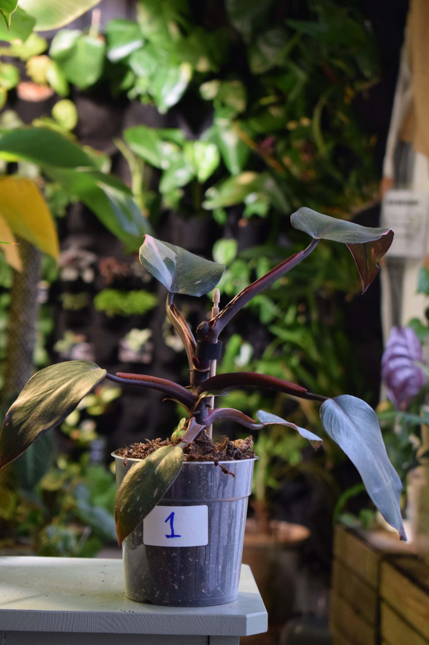 Philodendron 'Pink Princess'