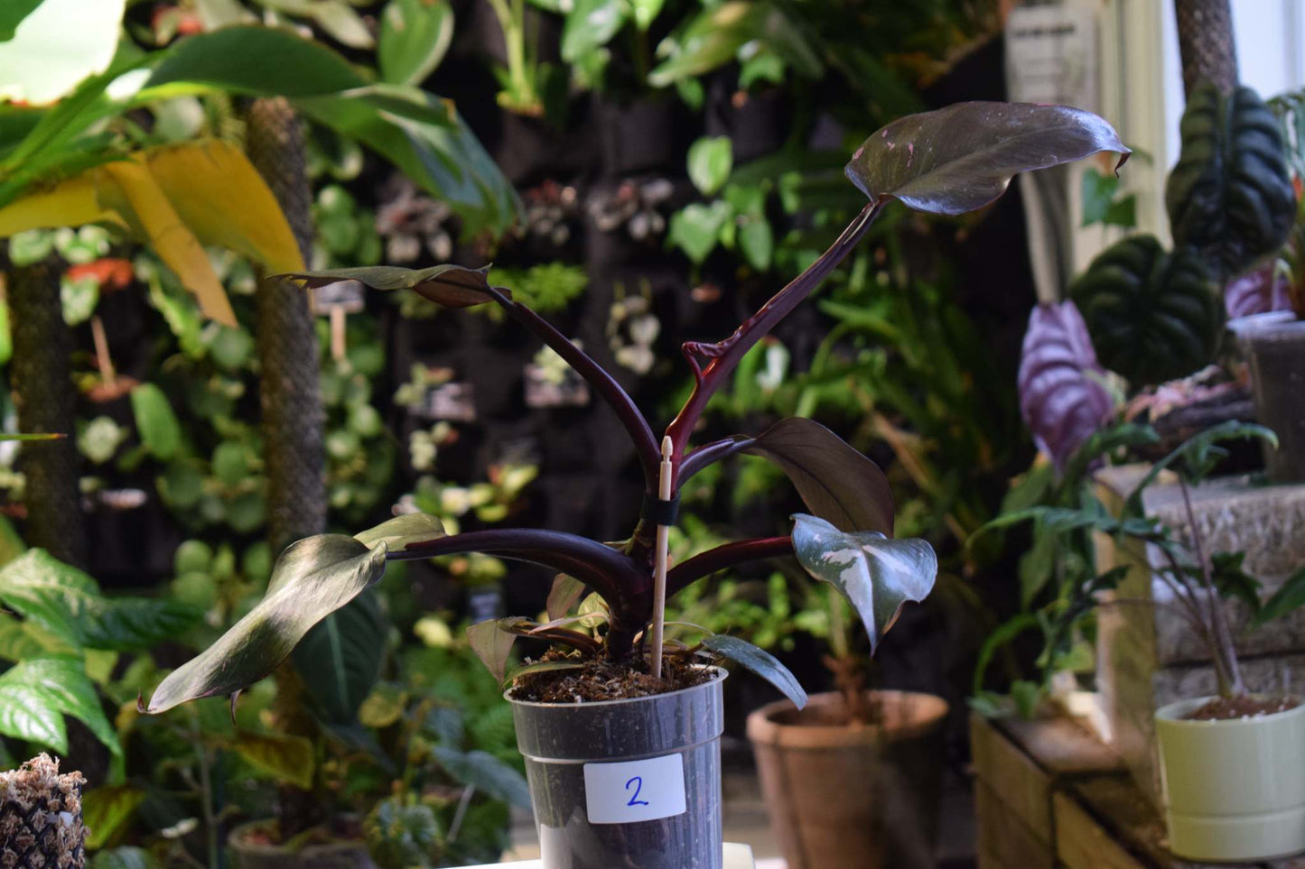 Philodendron 'Pink Princess'