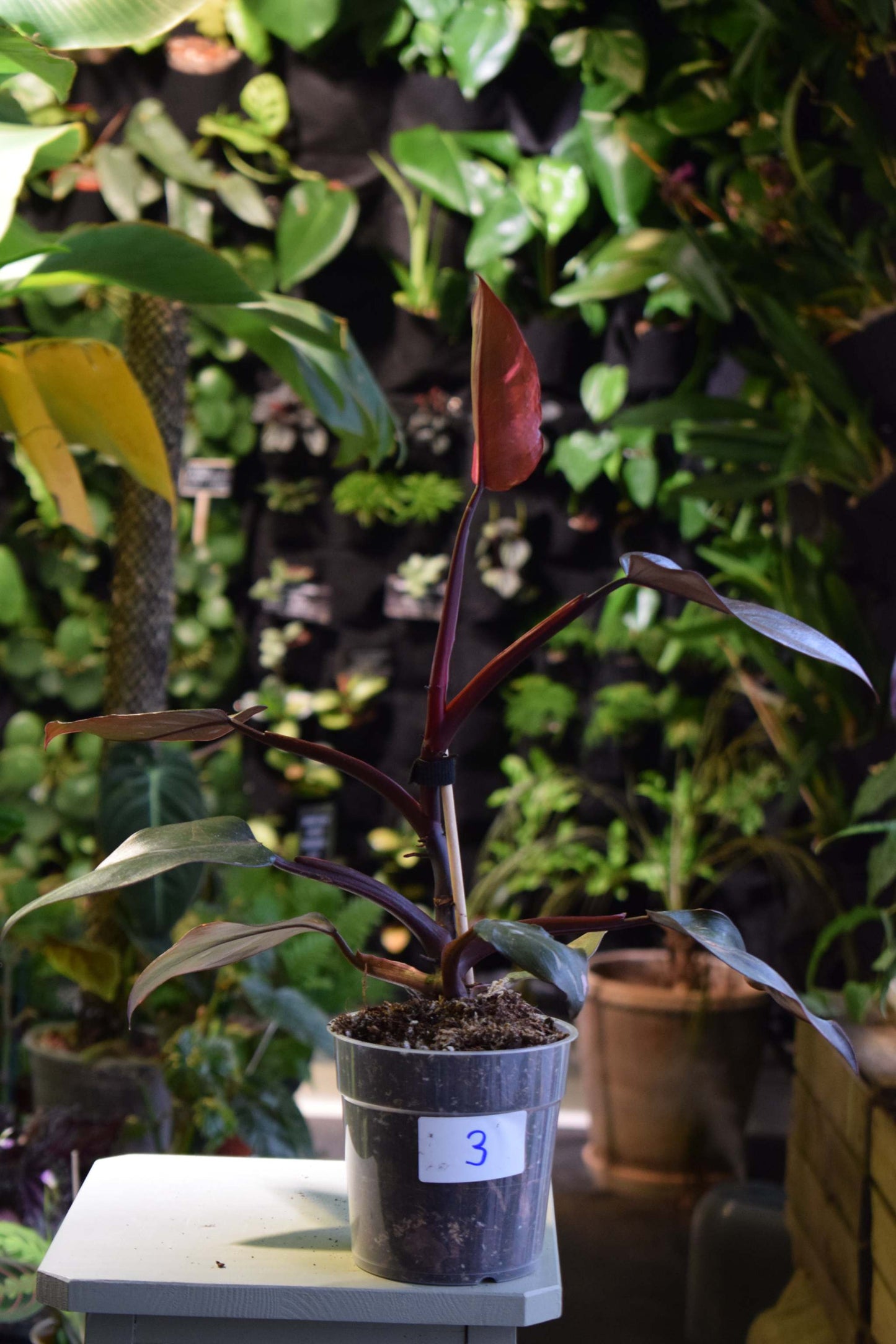 Philodendron 'Pink Princess'