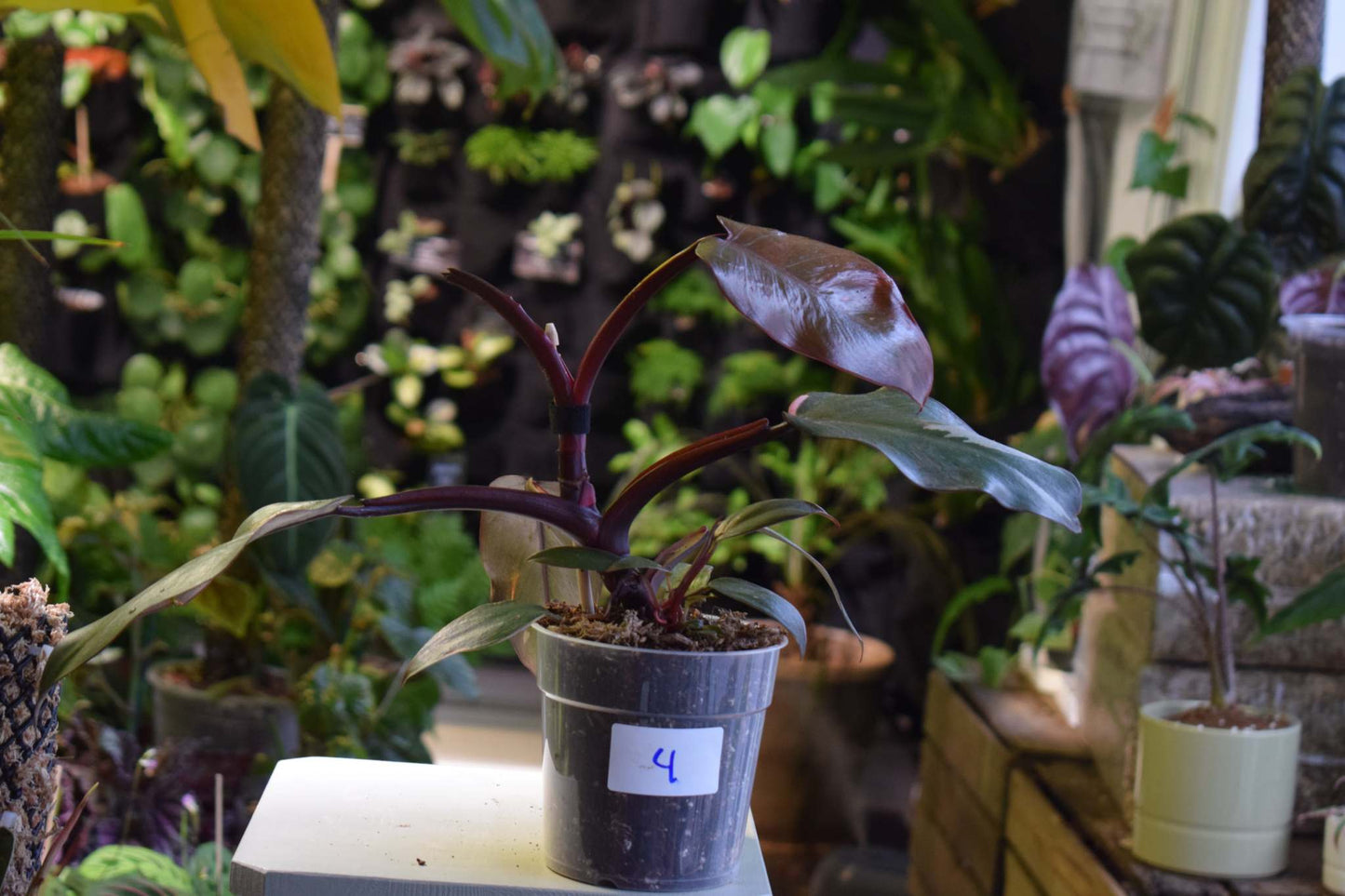 Philodendron 'Pink Princess'