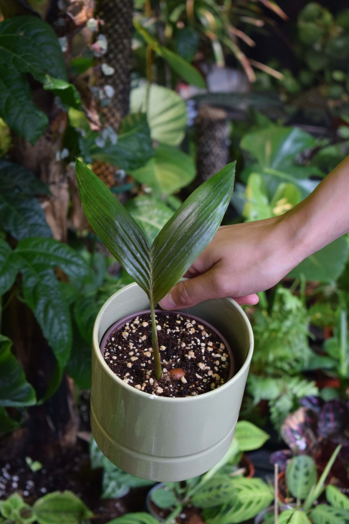 Salak 'Salacca edulis' essbar