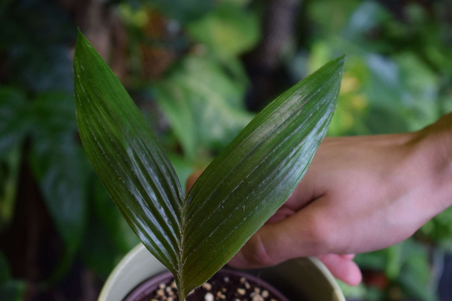 Salak 'Salacca edulis' essbar