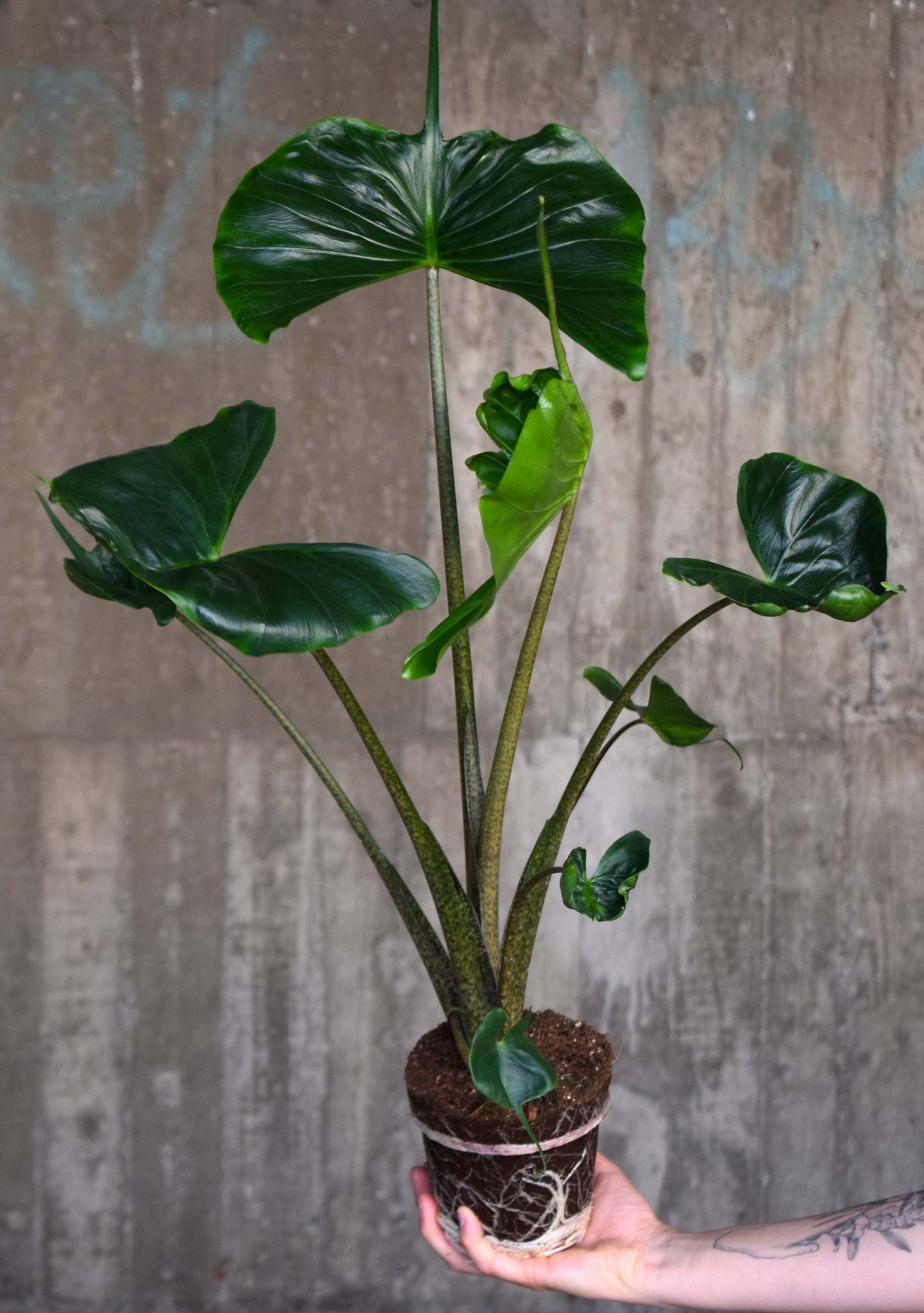 Alocasia macrorrhiza 'Stingray'