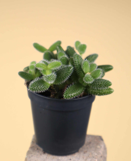 Delosperma echinatum