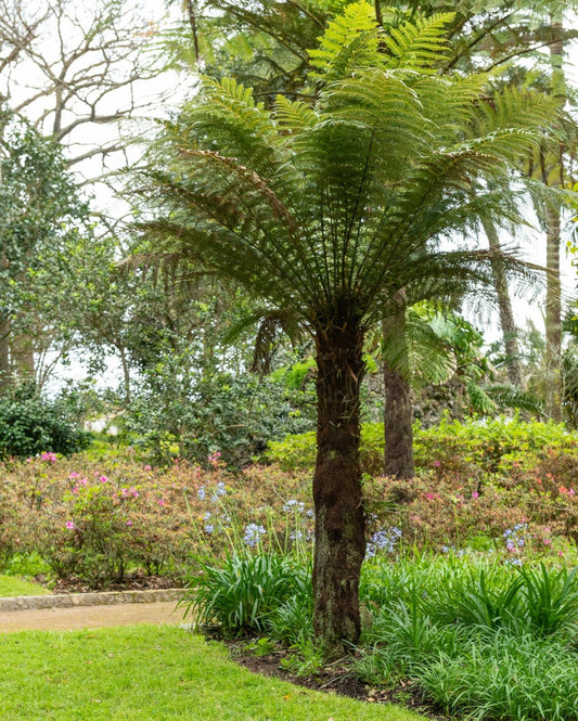 Dicksonia antarctica 'frosttålig trädormbunke'