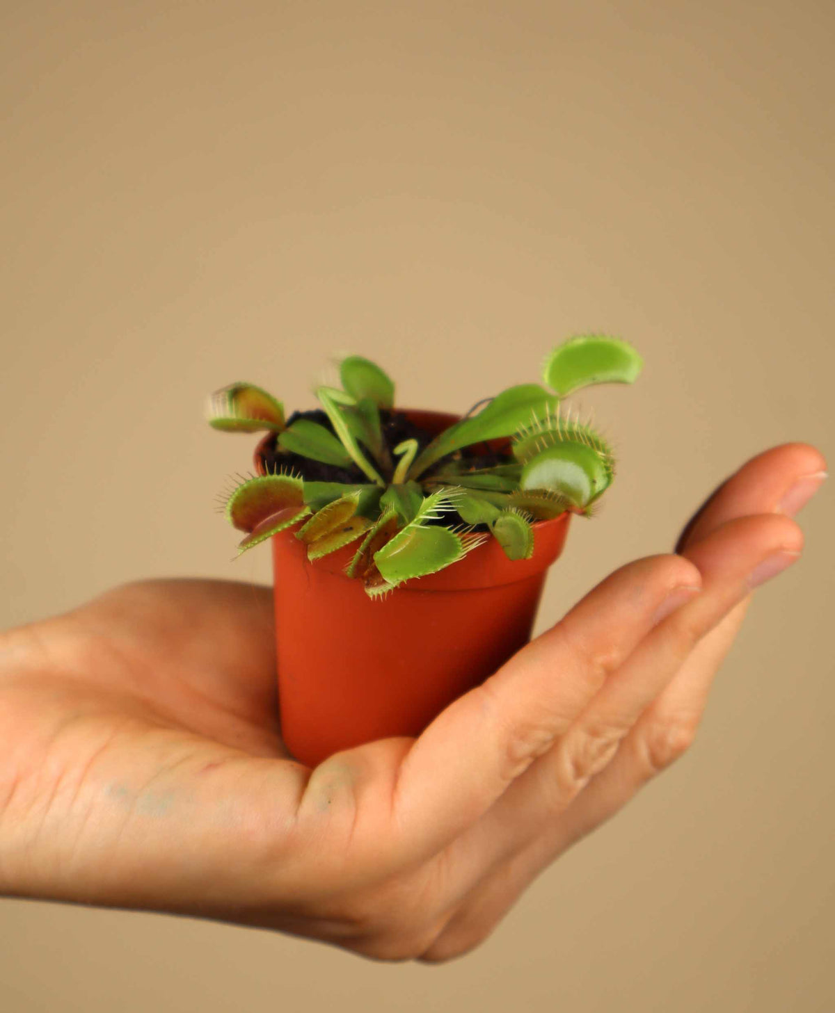 Dionaea muscipula 'Venus flugfälla'