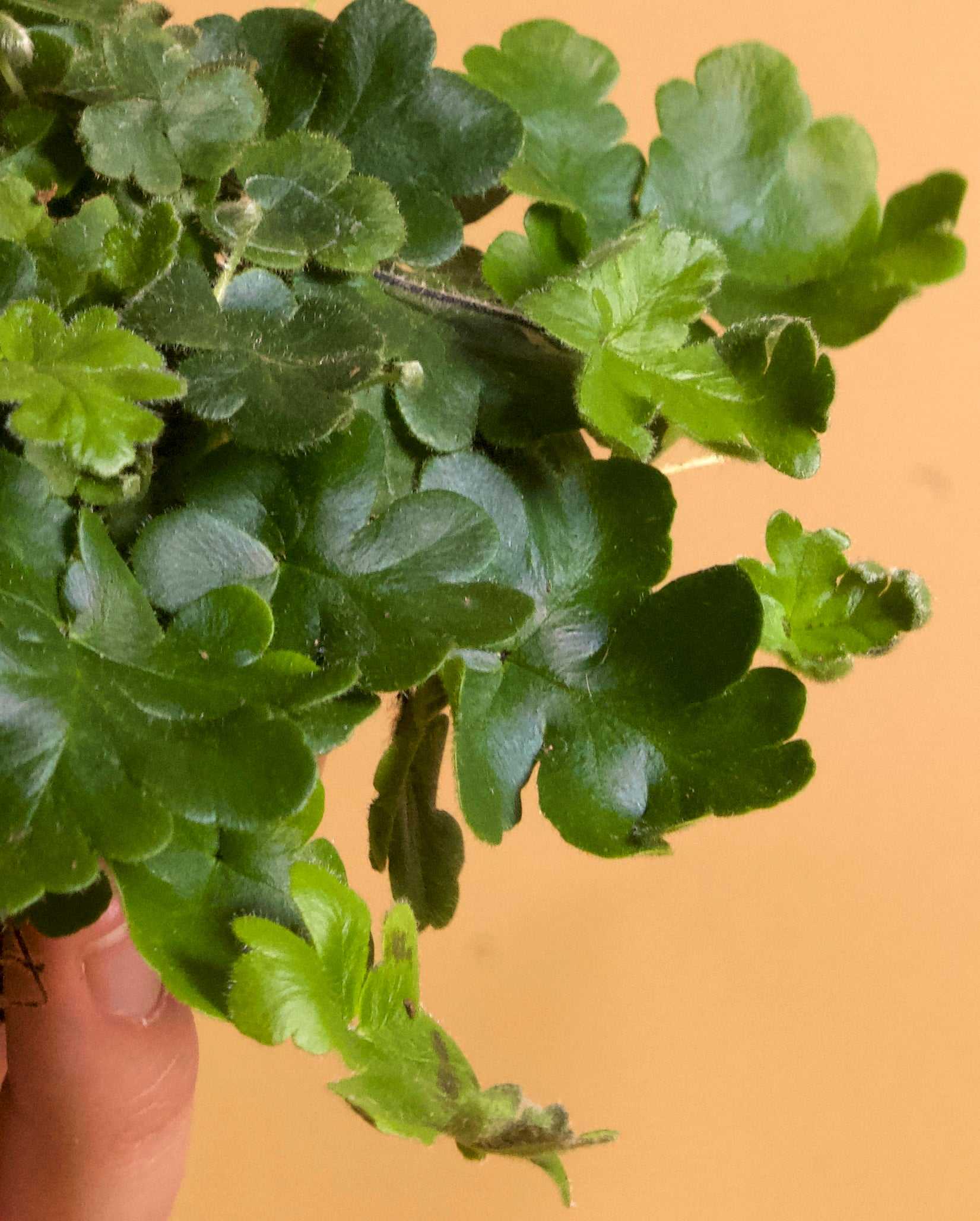 Doryopteris cordifolia 'antenna fern'