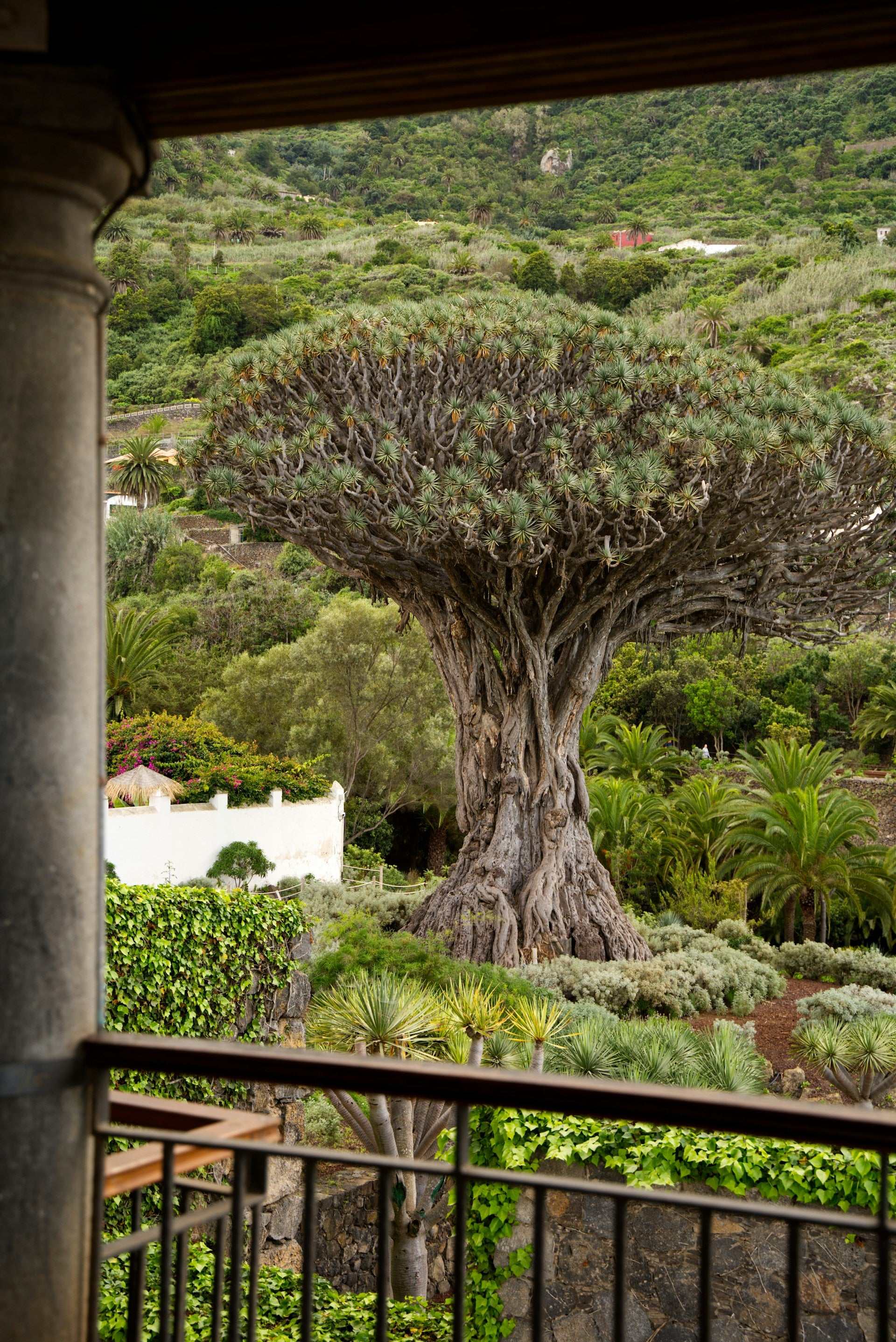 Drachenbaum | Dracaena draco ssp. draco