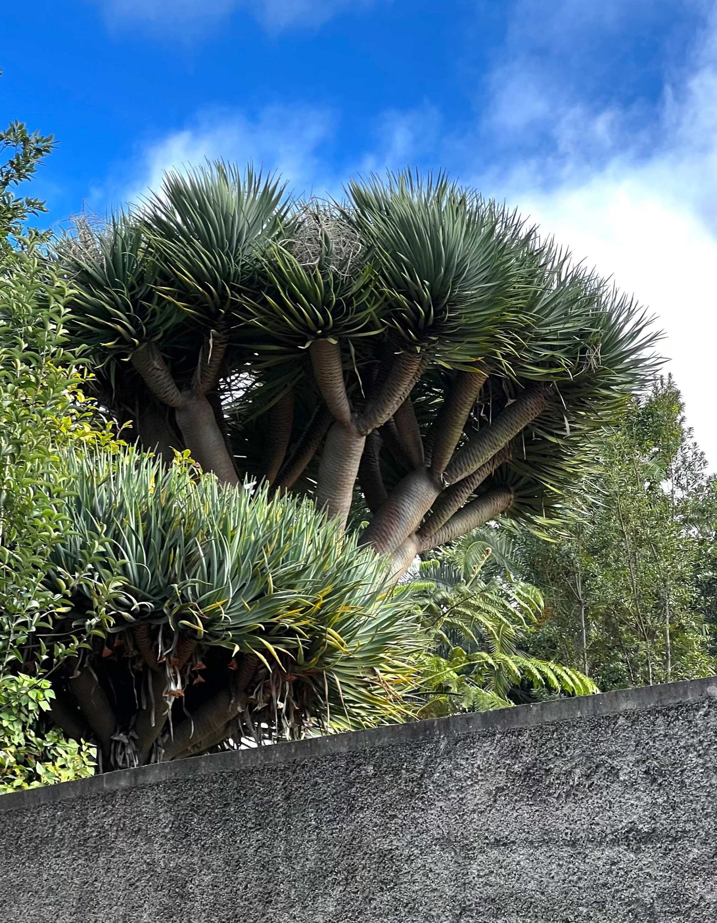 Drakblodsträd | Dracena draco ssp. draco
