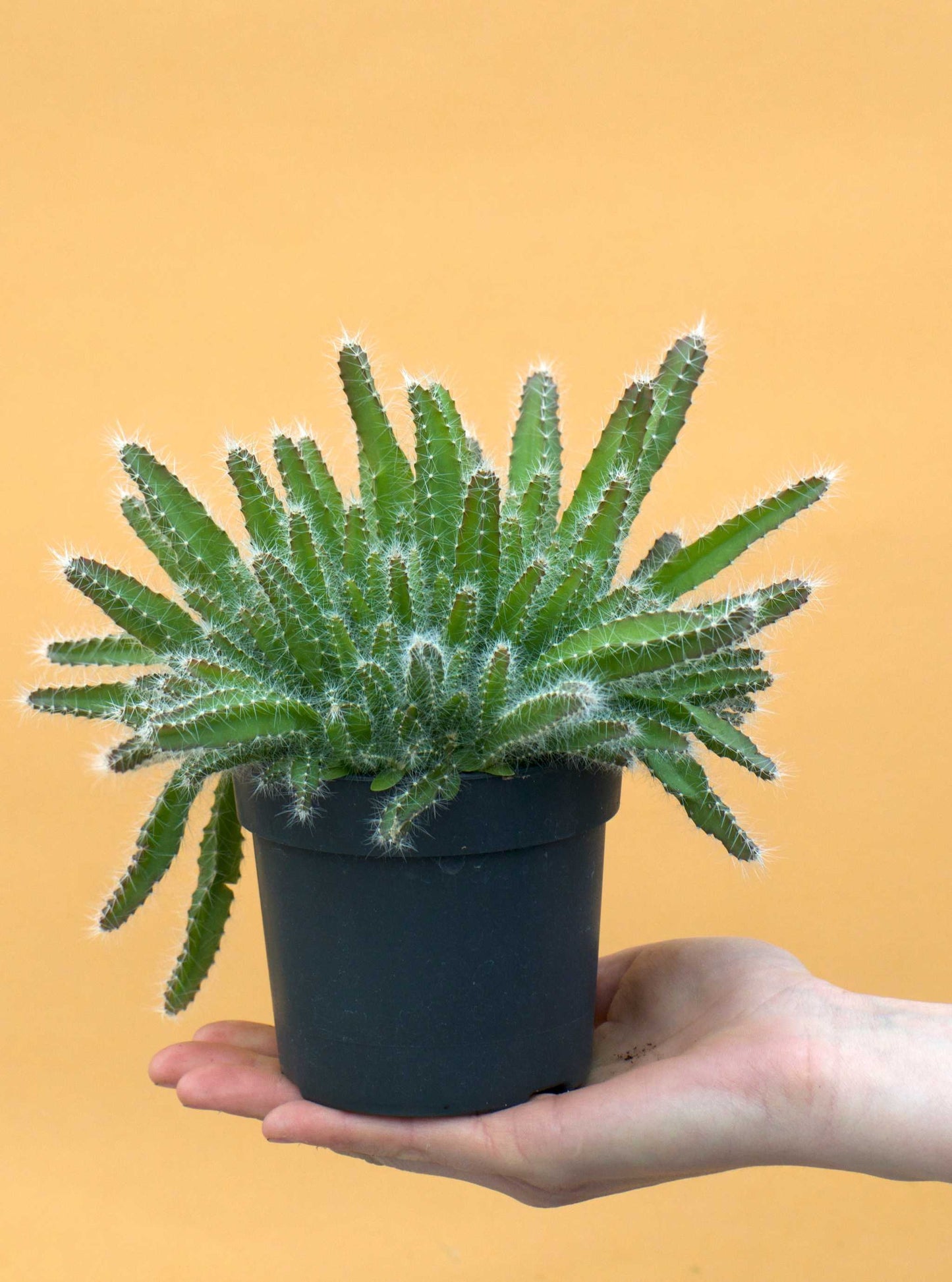 Drakfrukt (Pitahaya)