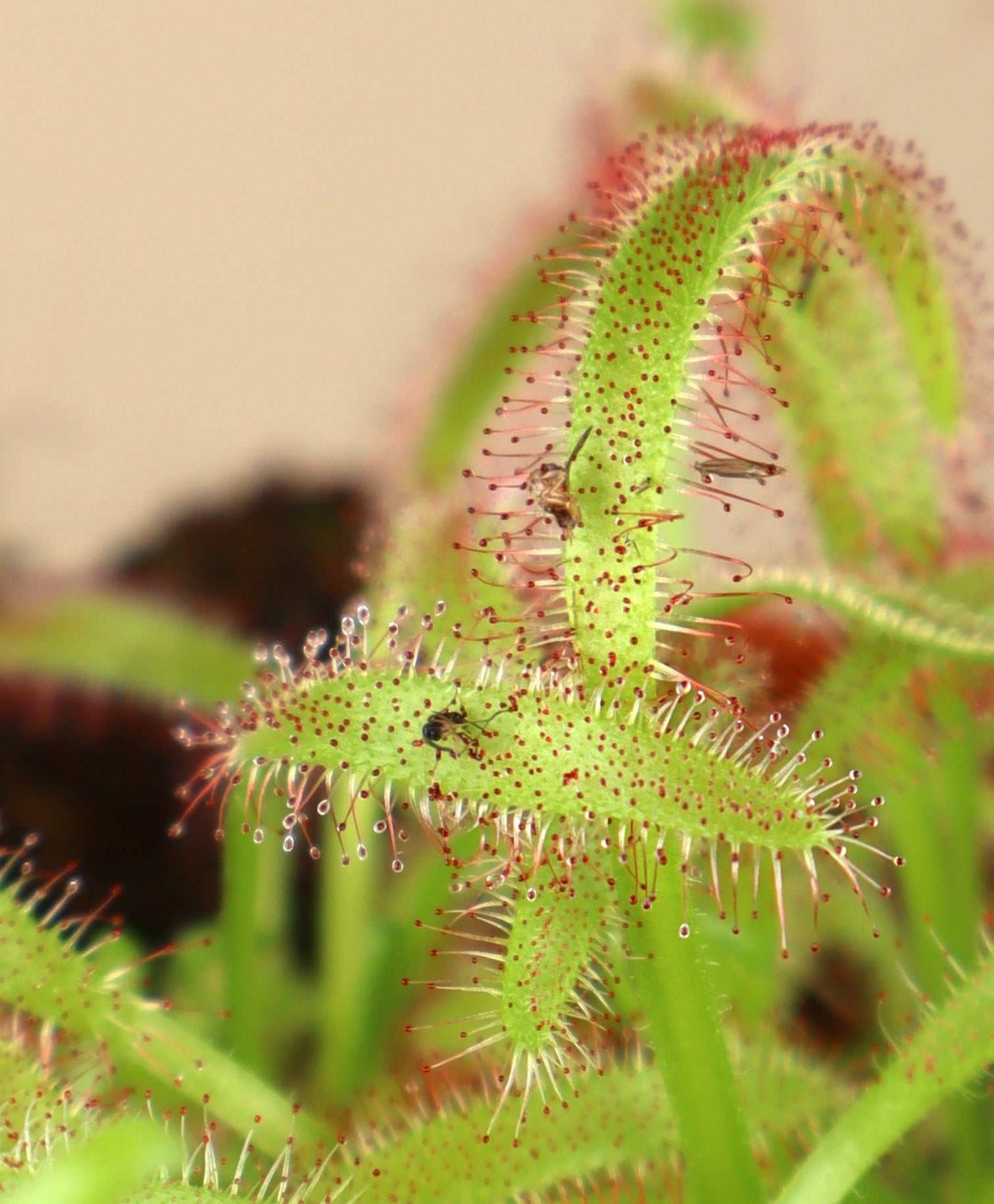 Drosera capensis