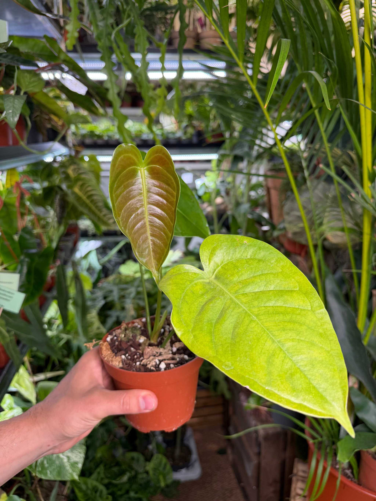 Anthurium veitchii