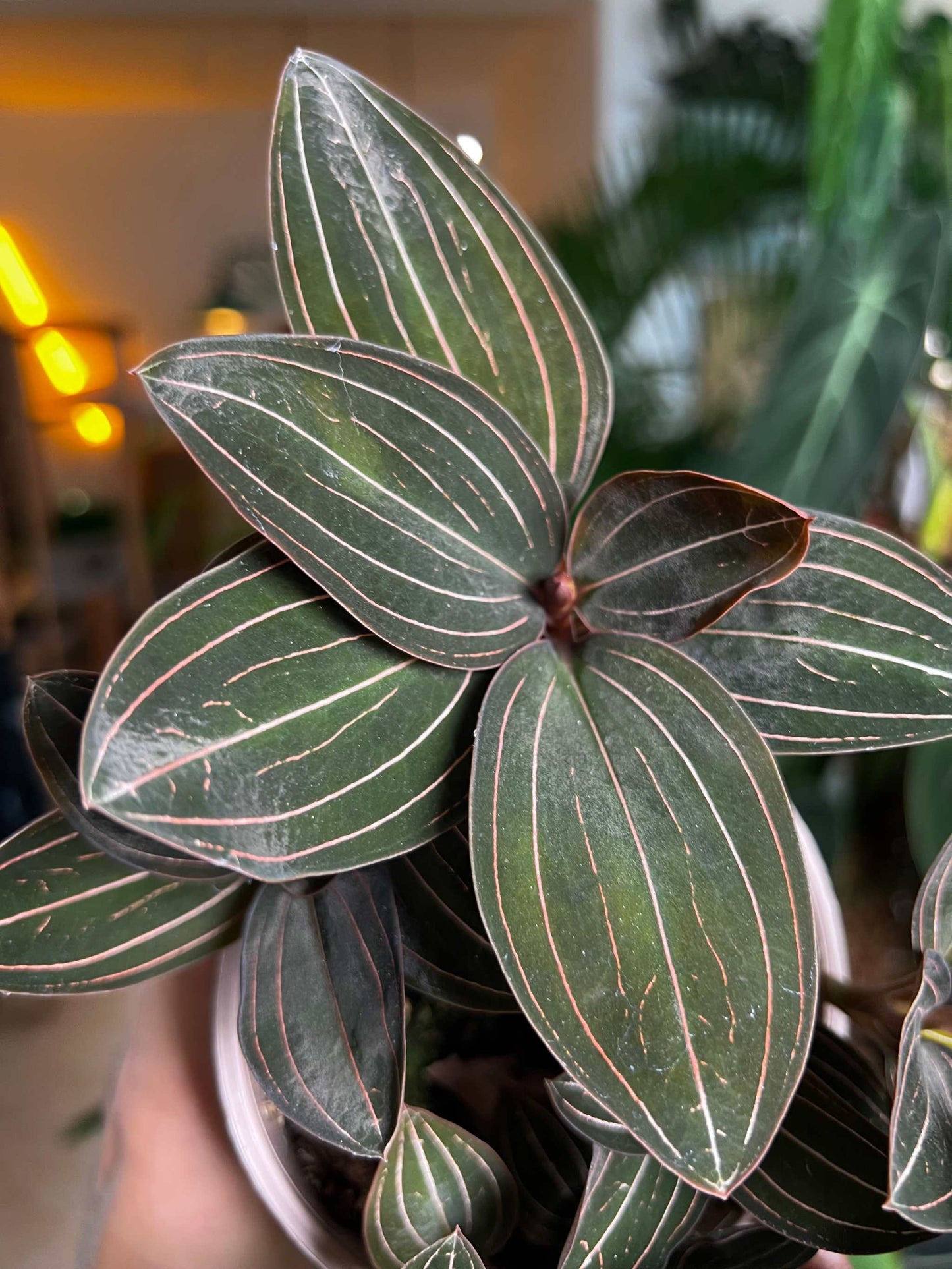 Ludisia discolor 'Juvelorkidé'