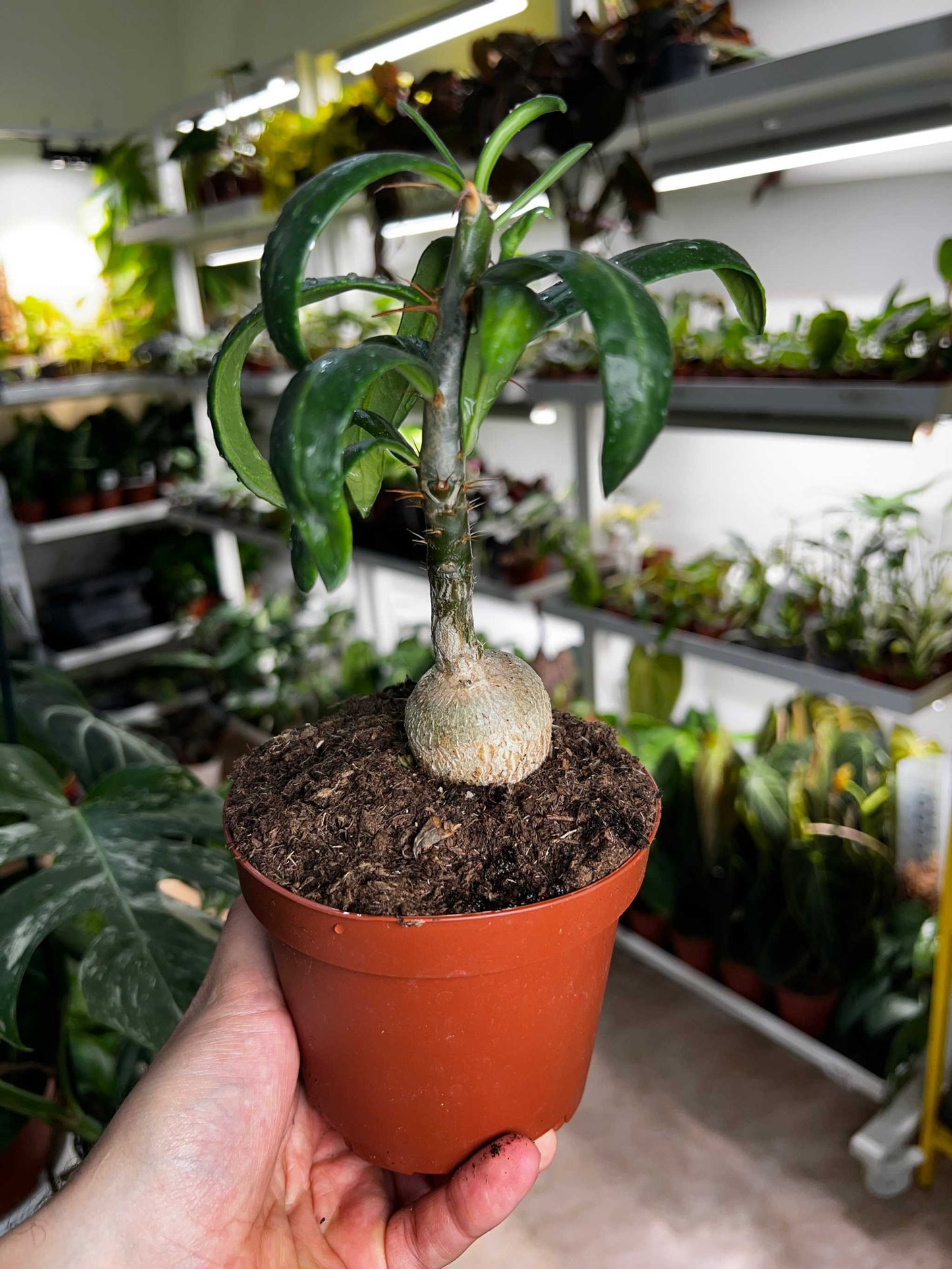 Pachypodium lamerei 'ökenstjärna'