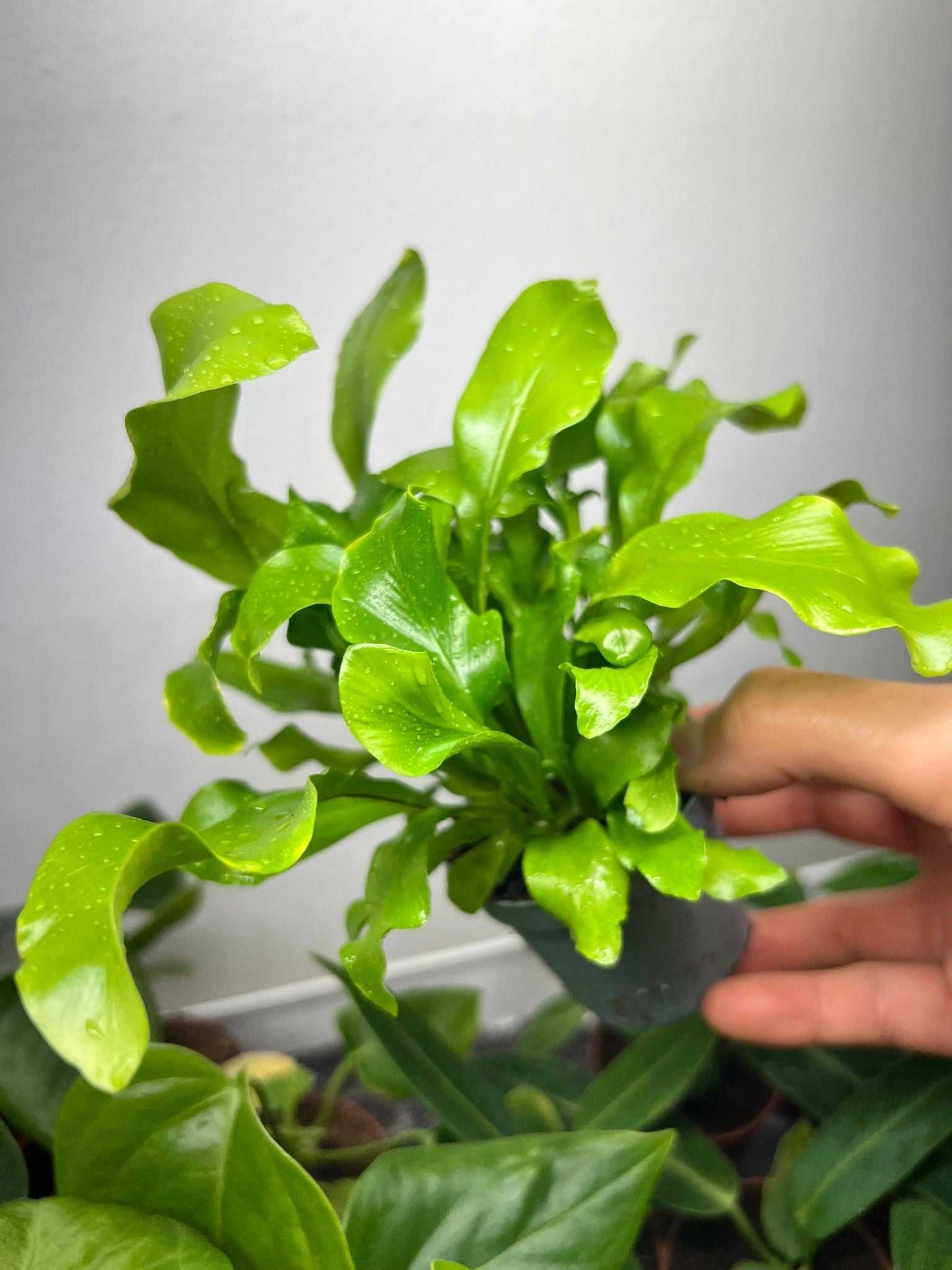 Asplenium nidus | Vogelaugenfarn