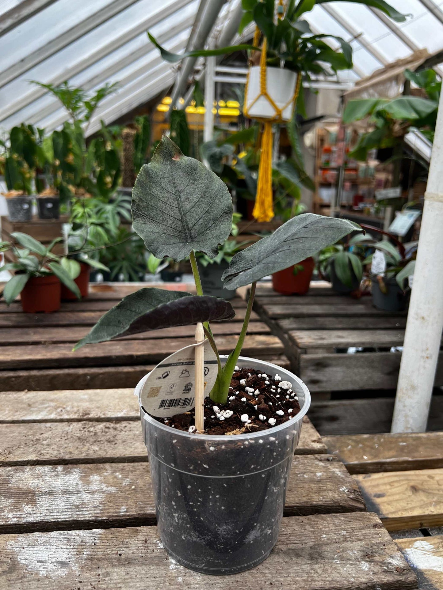 Alocasia chienlii 'Antoro Velvet'