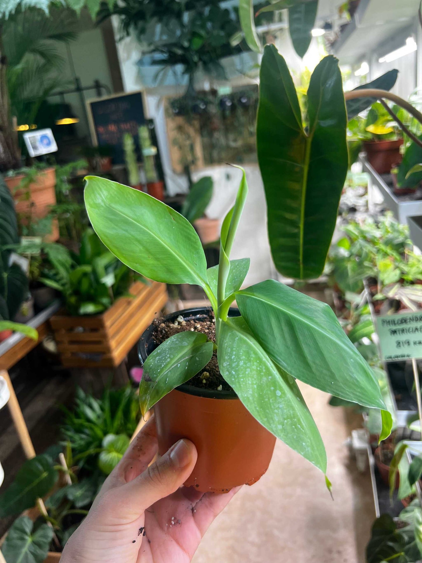 Banana plant Giant Cavendish 'GAL'