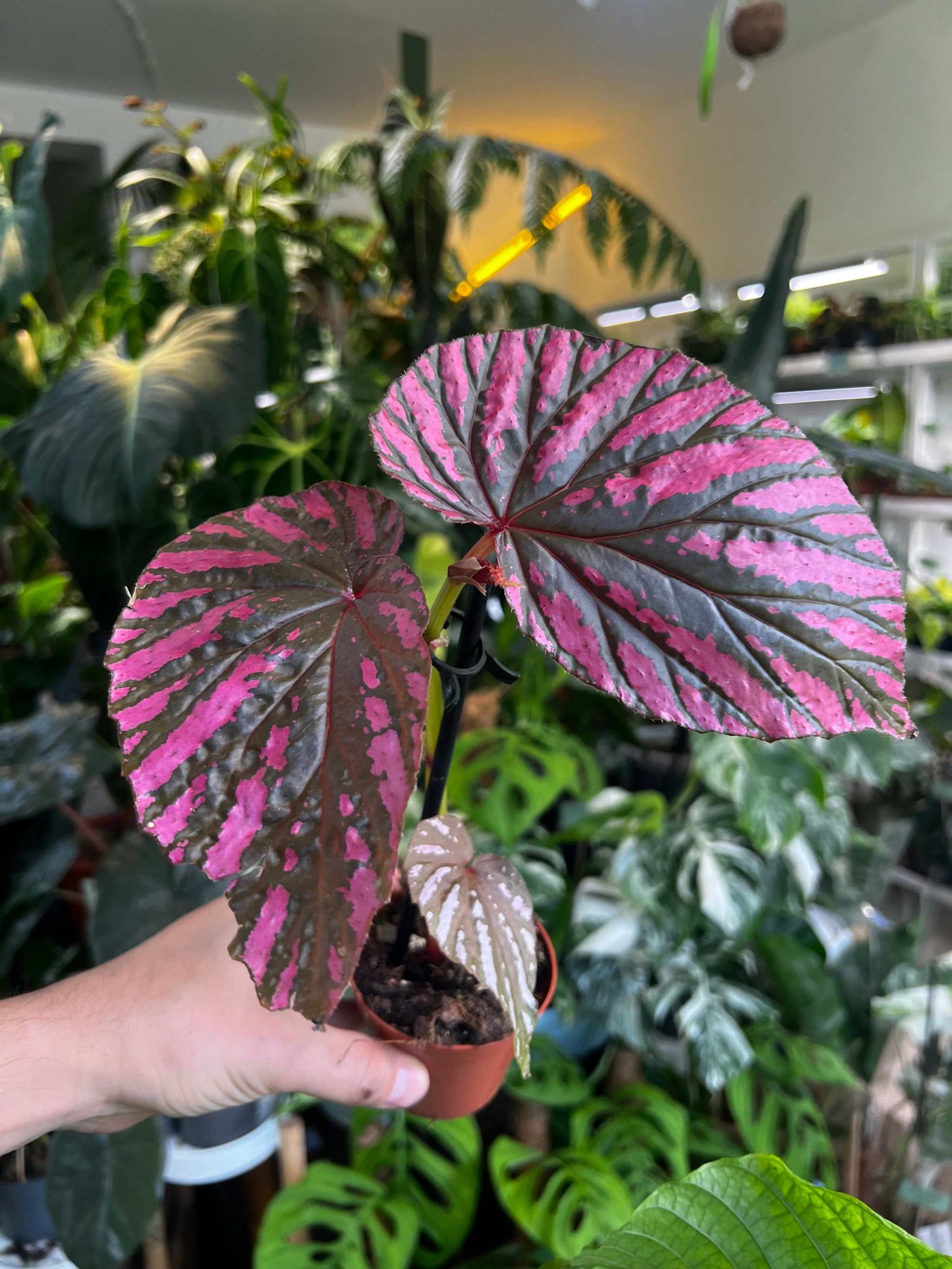 Begonia brevirimosa