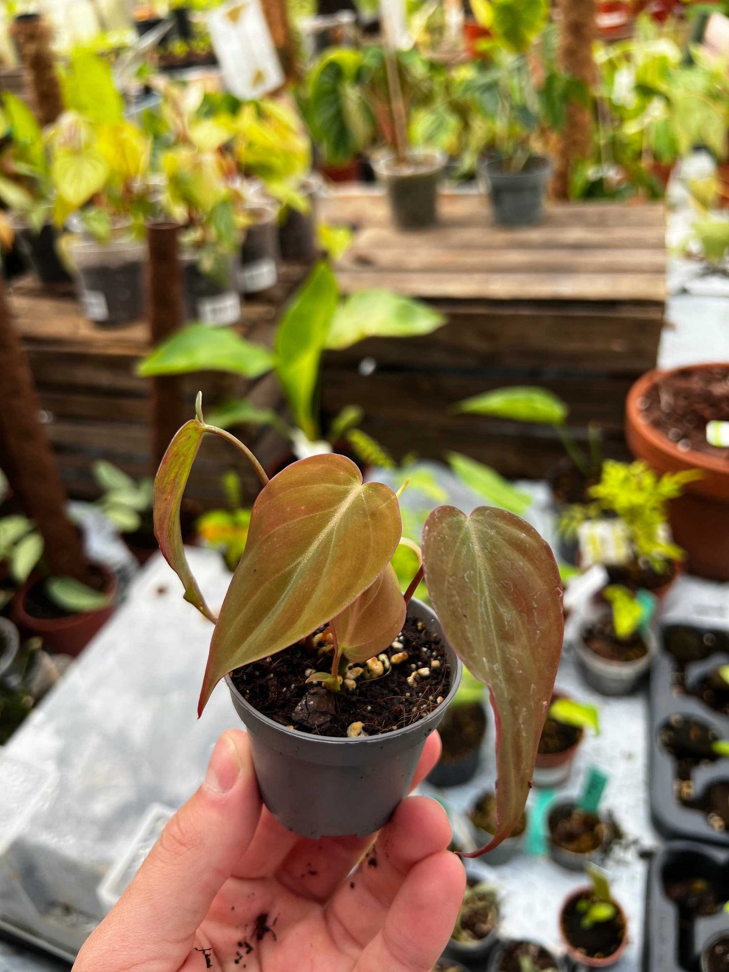 Philodendron micans