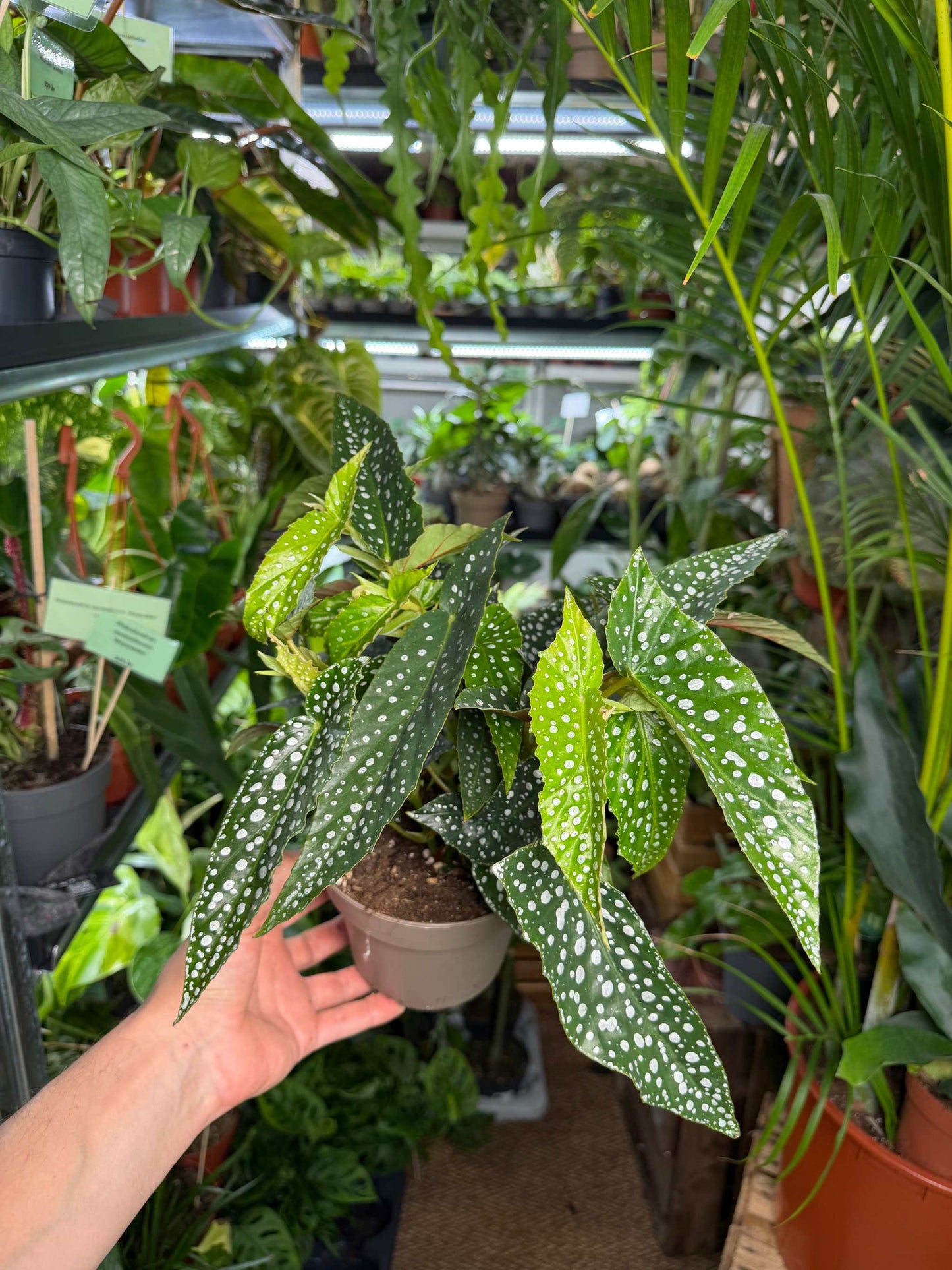 Forellbegonia 'Begonia maculata'