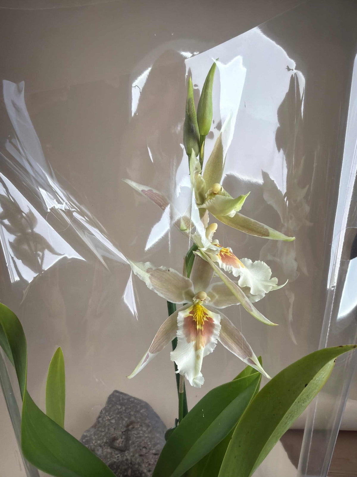 Oncidium Orchideen-Mix