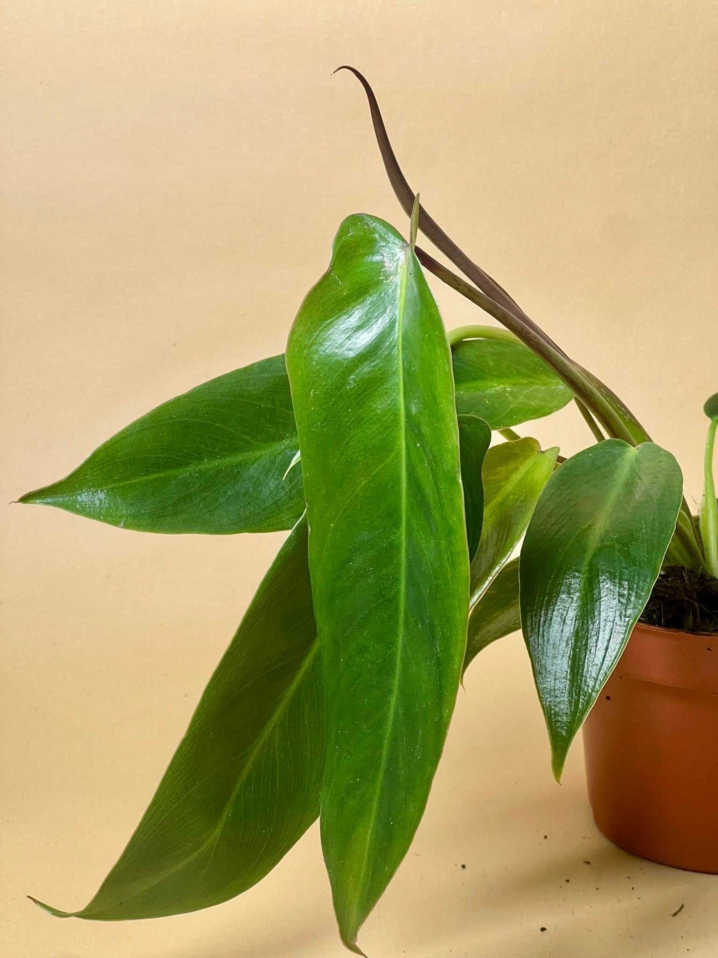 Philodendron spiritus-sancti