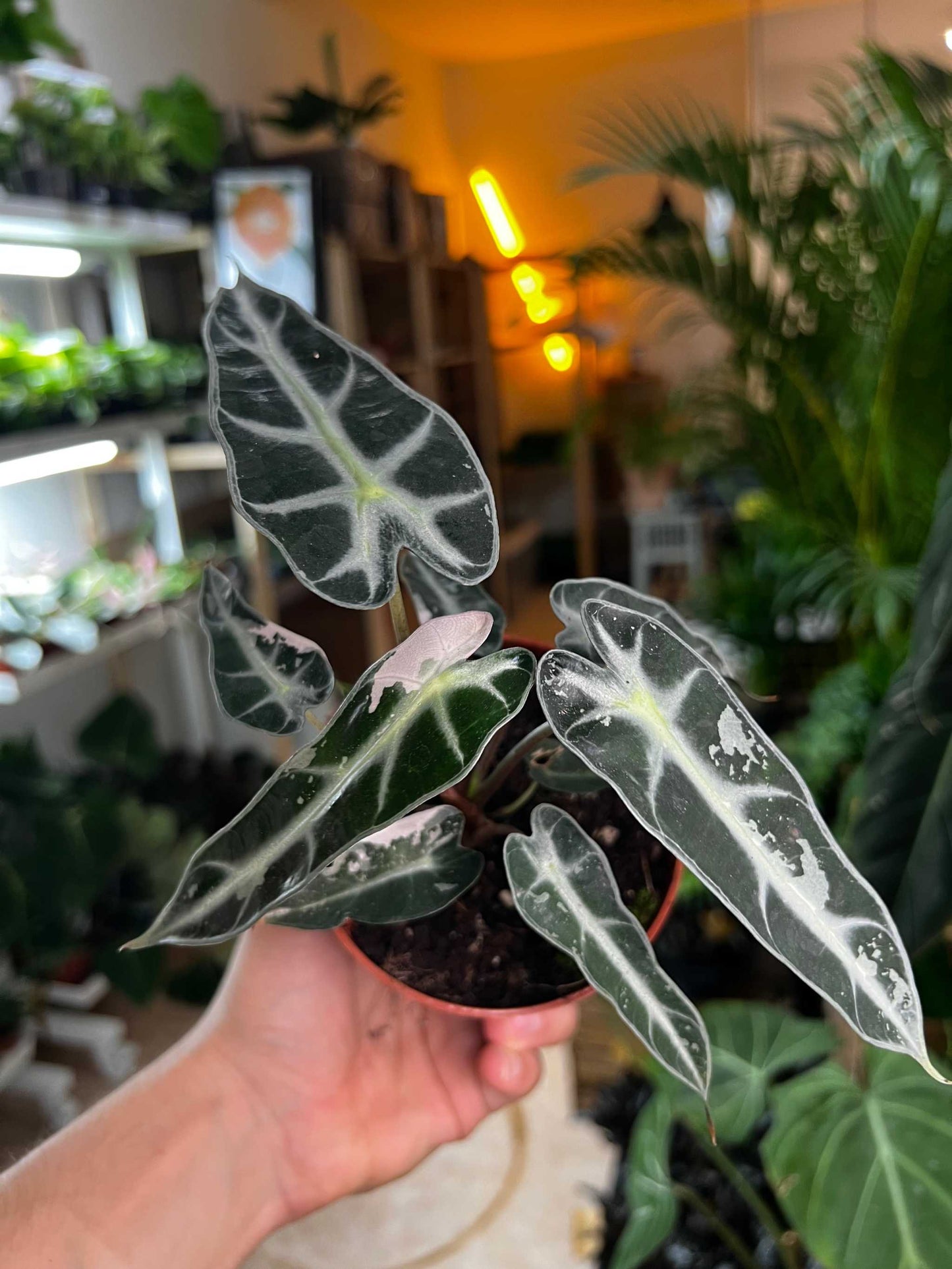Alocasia bambino pink variegata