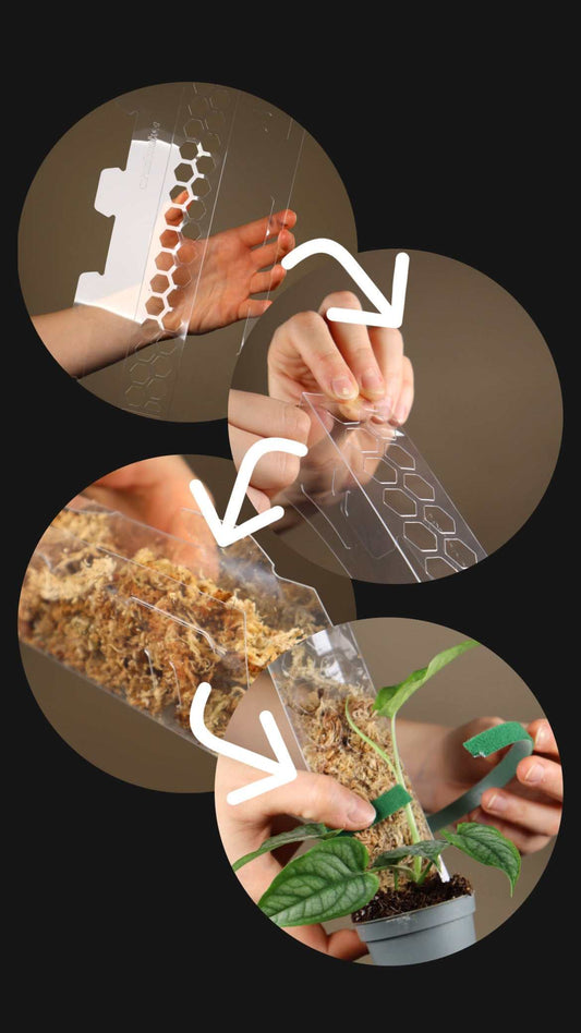 Mosspåle genomskinlig - Klar