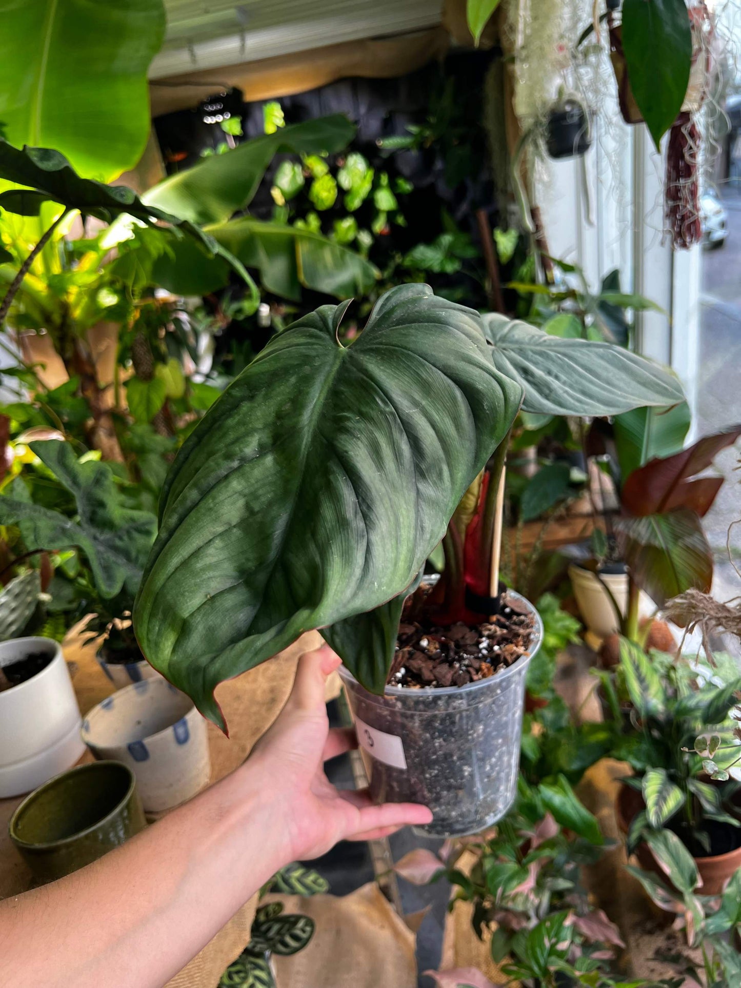 Philodendron sp Colombia