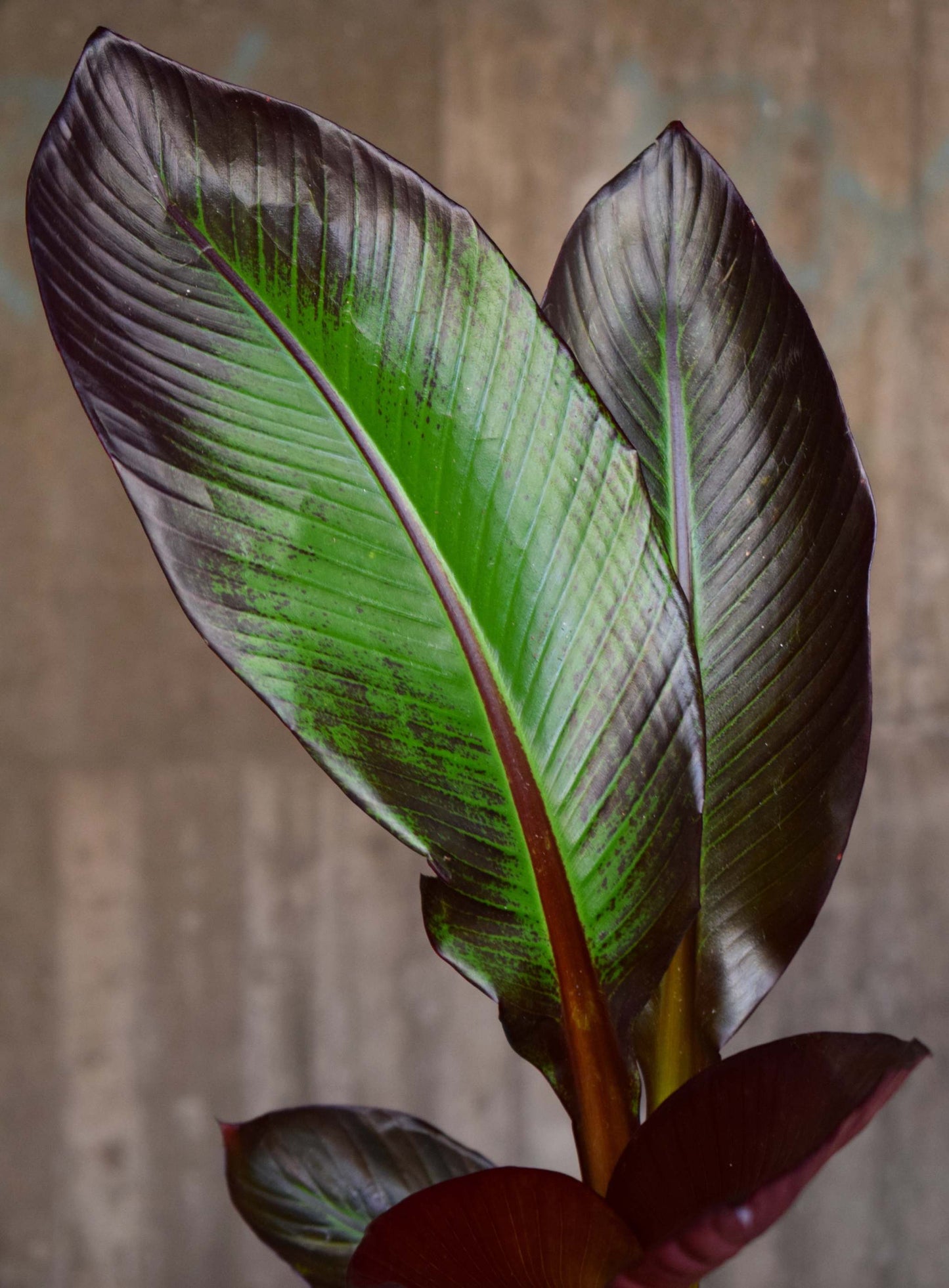 Ensete ventricosum 'Maurelii' - Rote Banane