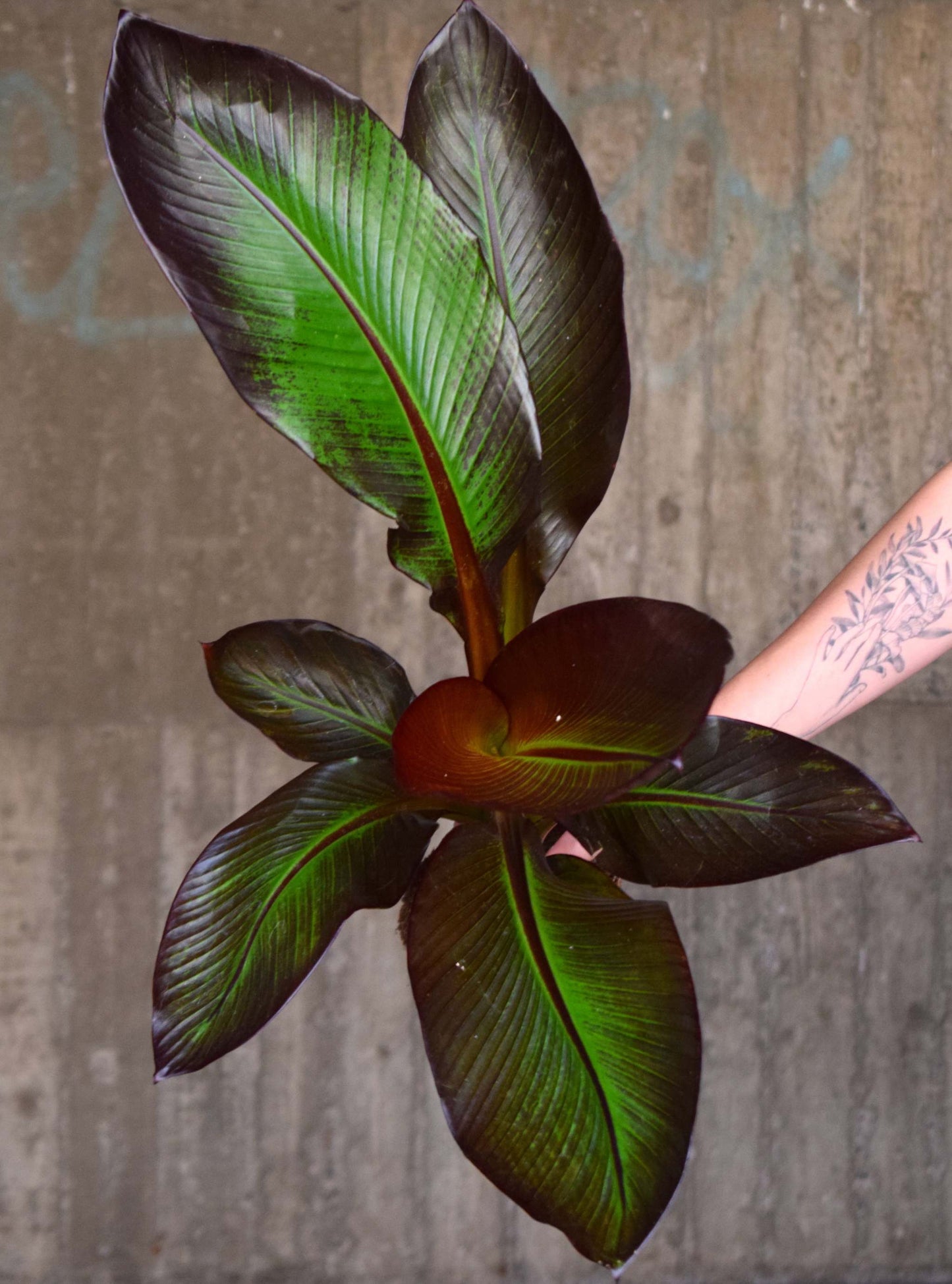 Ensete ventricosum 'Maurelii' - Rote Banane