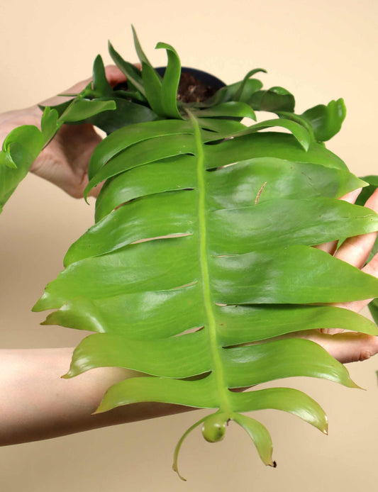 Epiphyllum chrysocardium