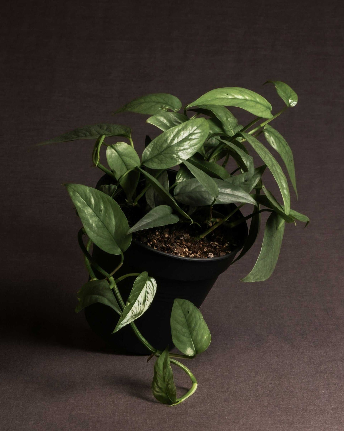 Epipremnum pinnatum 'cebu blue'