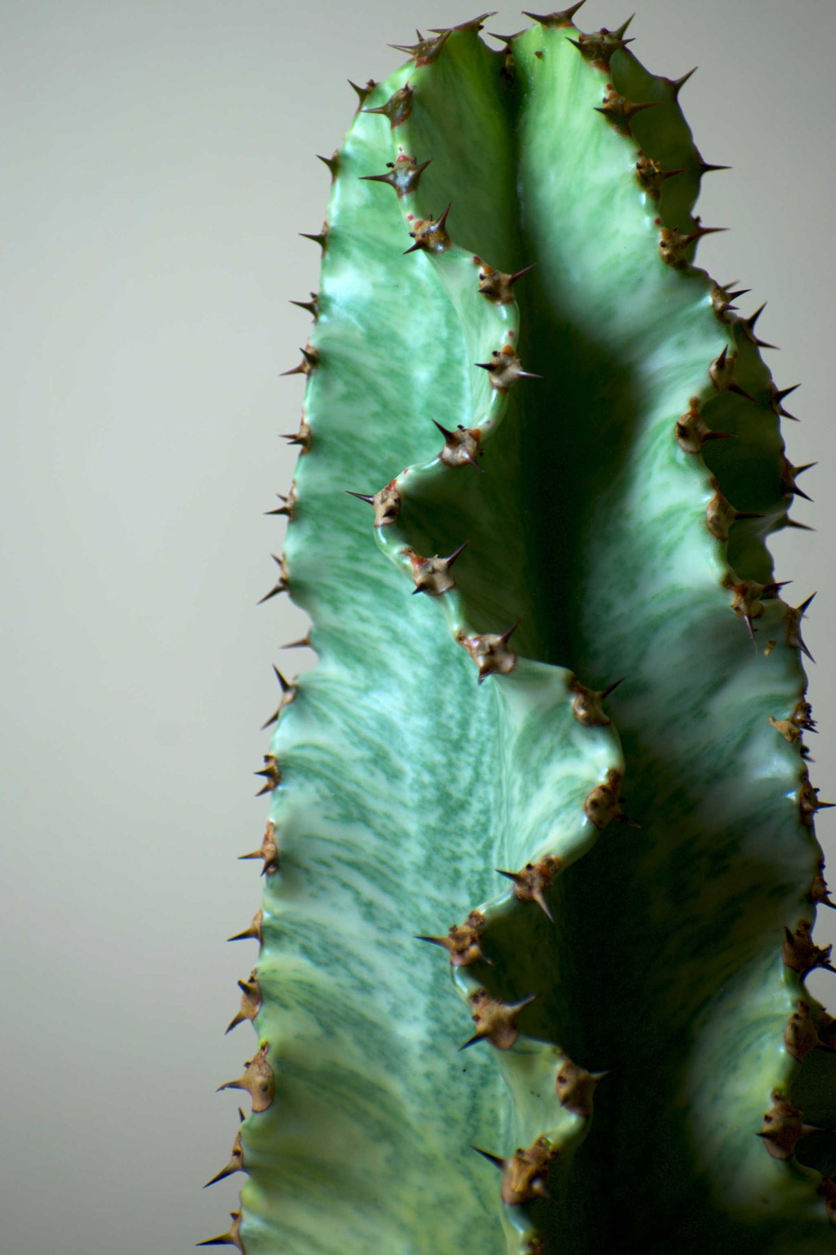 Euphorbia ingens 'Variegata' (Kaktuseuphorbia)