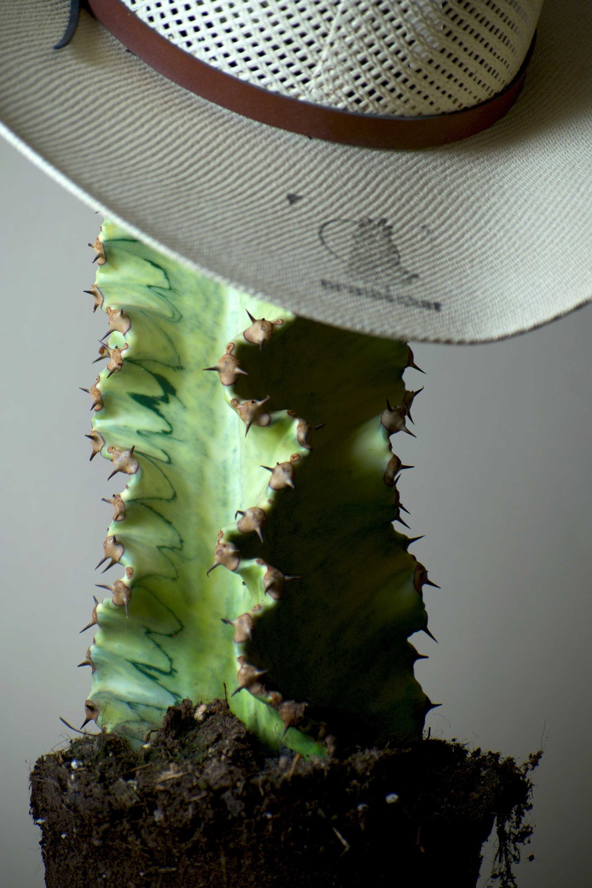 Euphorbia ingens 'Variegata' (Kaktuseuphorbia)
