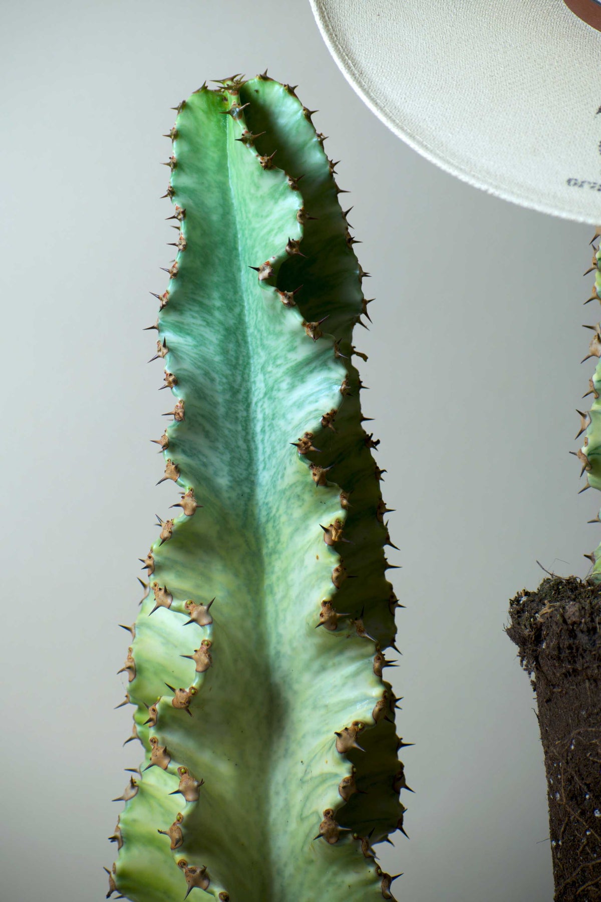Euphorbia ingens 'Variegata' (Kaktuseuphorbia)