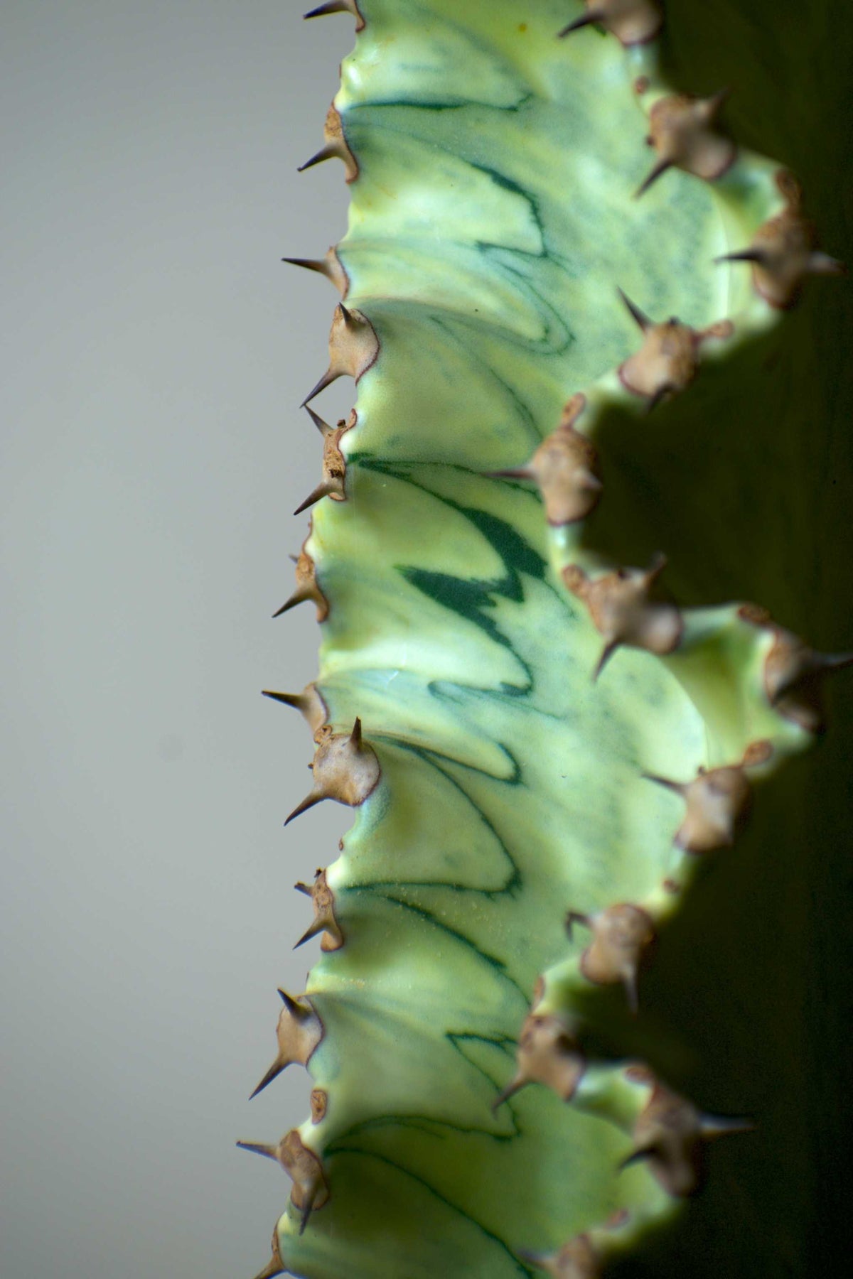 Euphorbia ingens 'Variegata' (Kaktuseuphorbia)