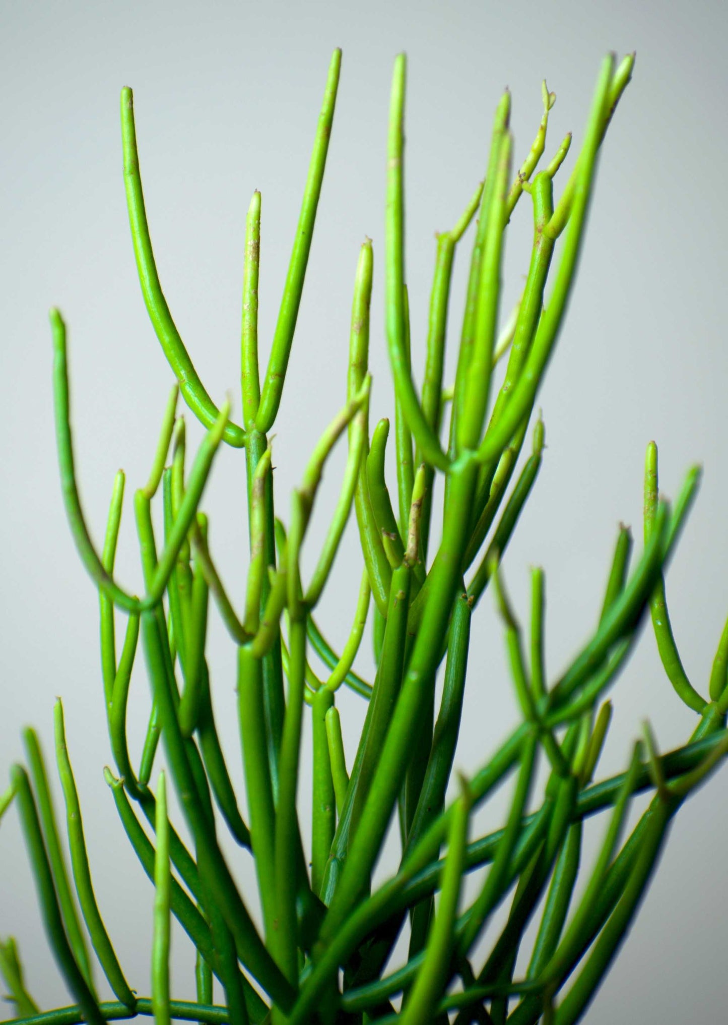 Euphorbia tirucalli 'Pencil Cactus'
