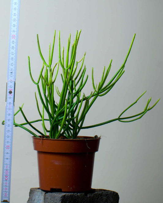 Euphorbia tirucalli 'Pencil Cactus'