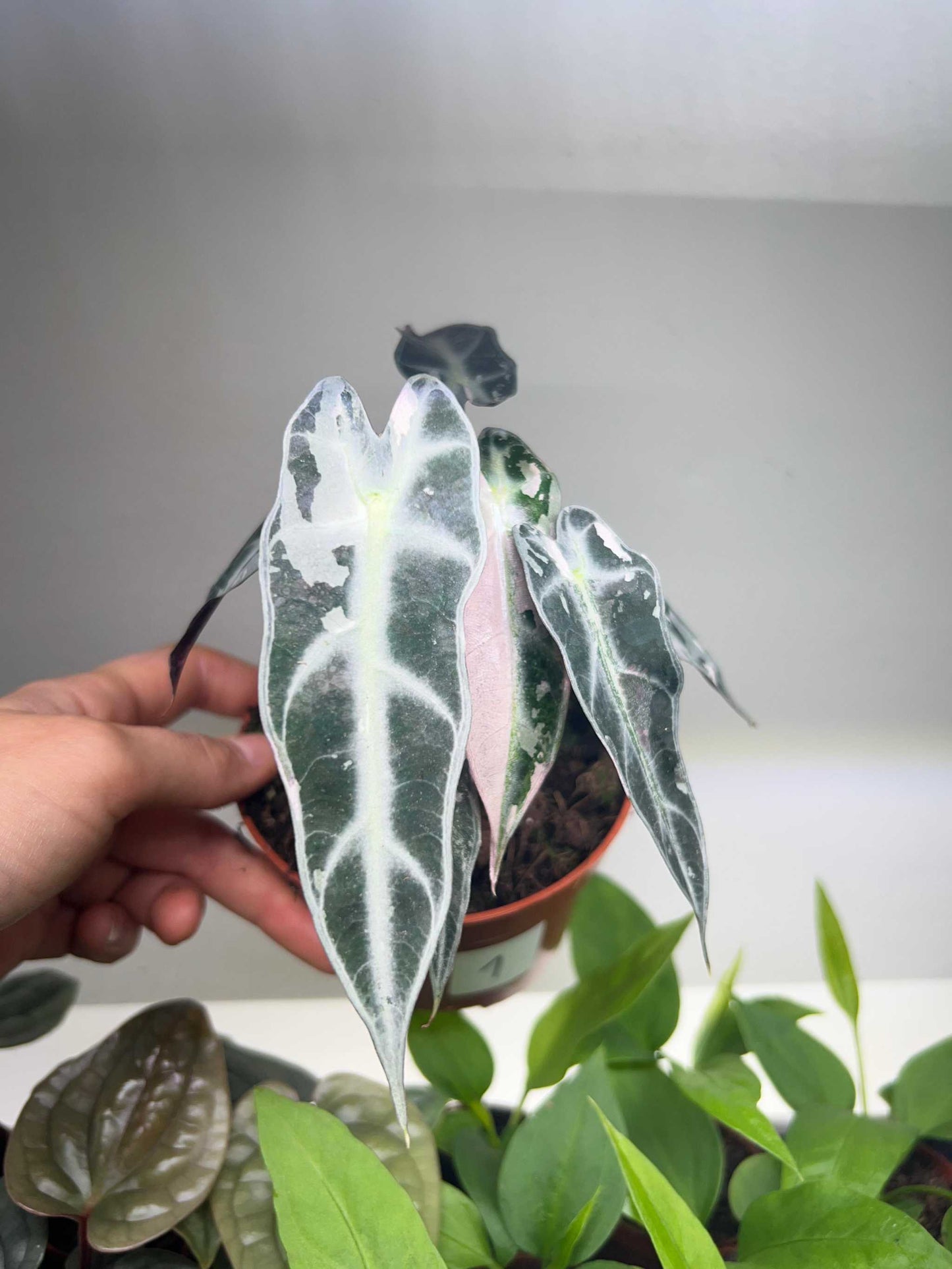 Alocasia bambino pink variegata